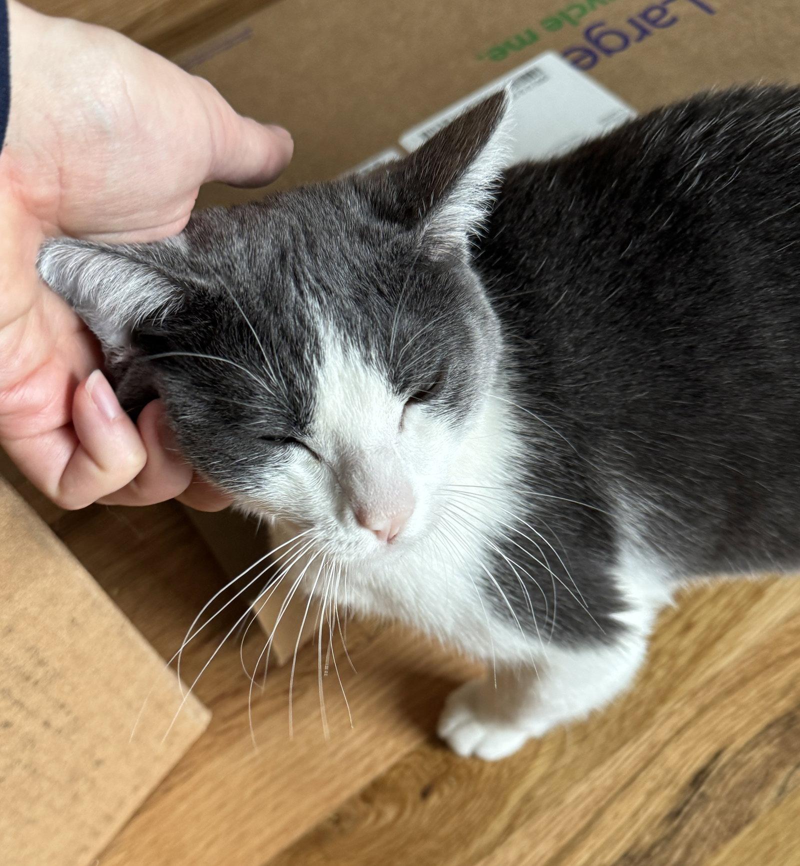 Alba, Adoptable, Young Female Domestic Short Hair.