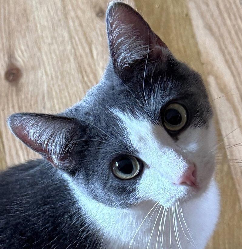 Enlarge Alba, a Adoptable Domestic Short Hair in Laramie, WY image 2/3