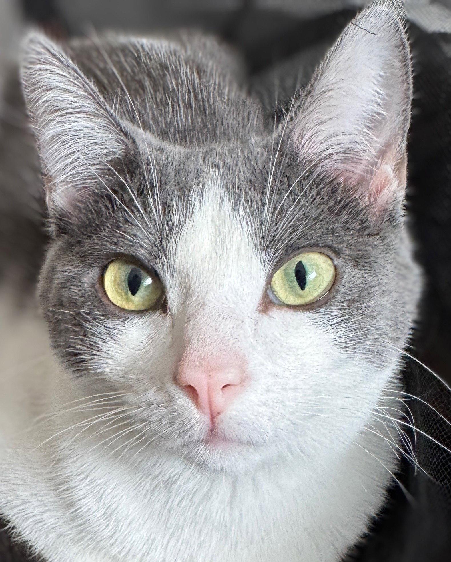 Enlarge Alba, a Adoptable Domestic Short Hair in Laramie, WY image 3/3