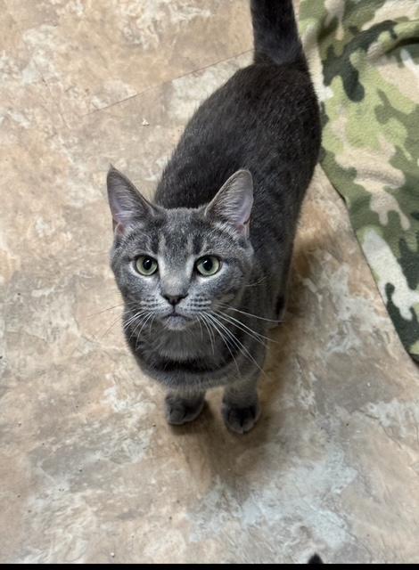LuLu