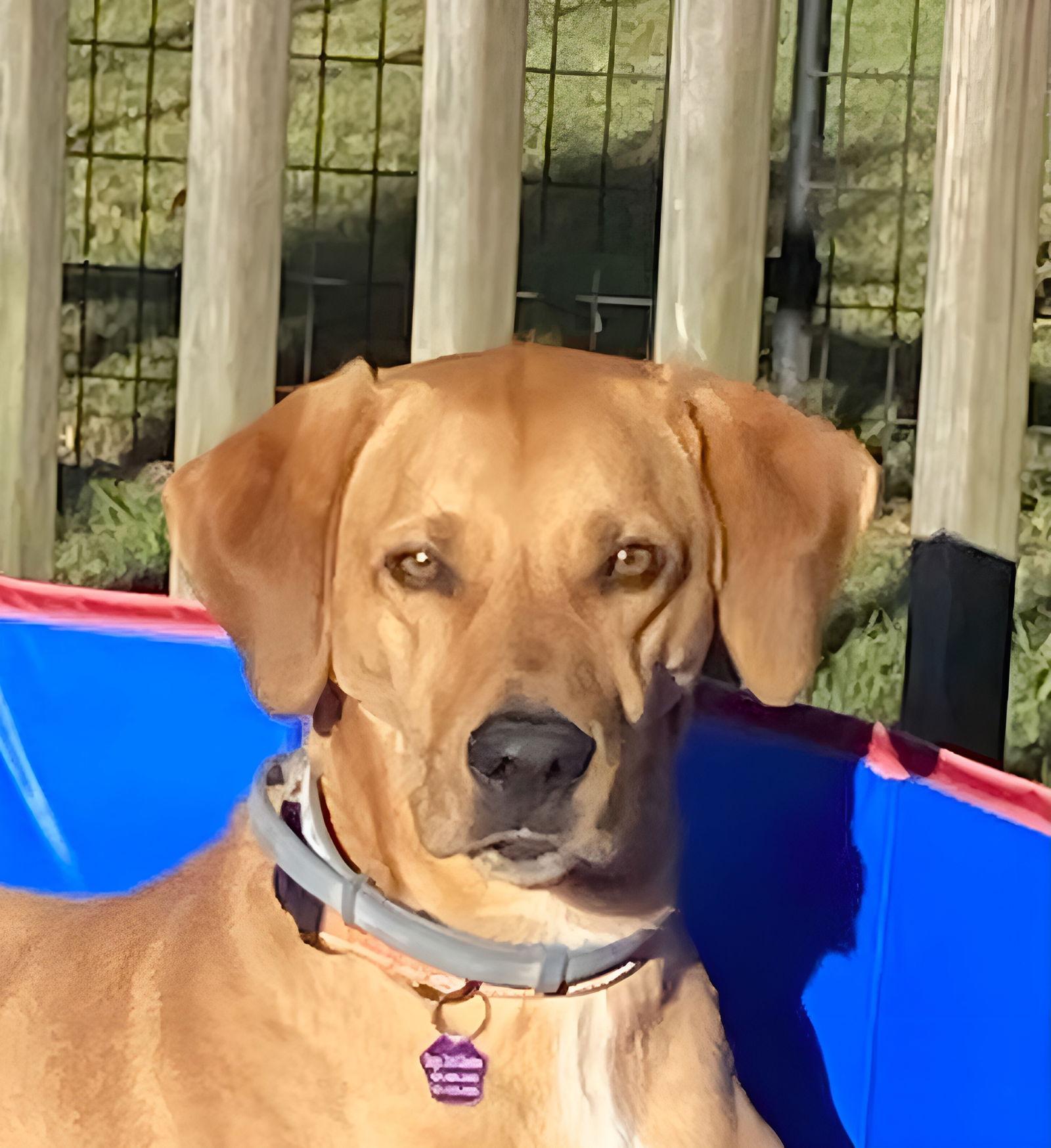 Decker, Adopted, Senior Male Rhodesian Ridgeback & Hound.