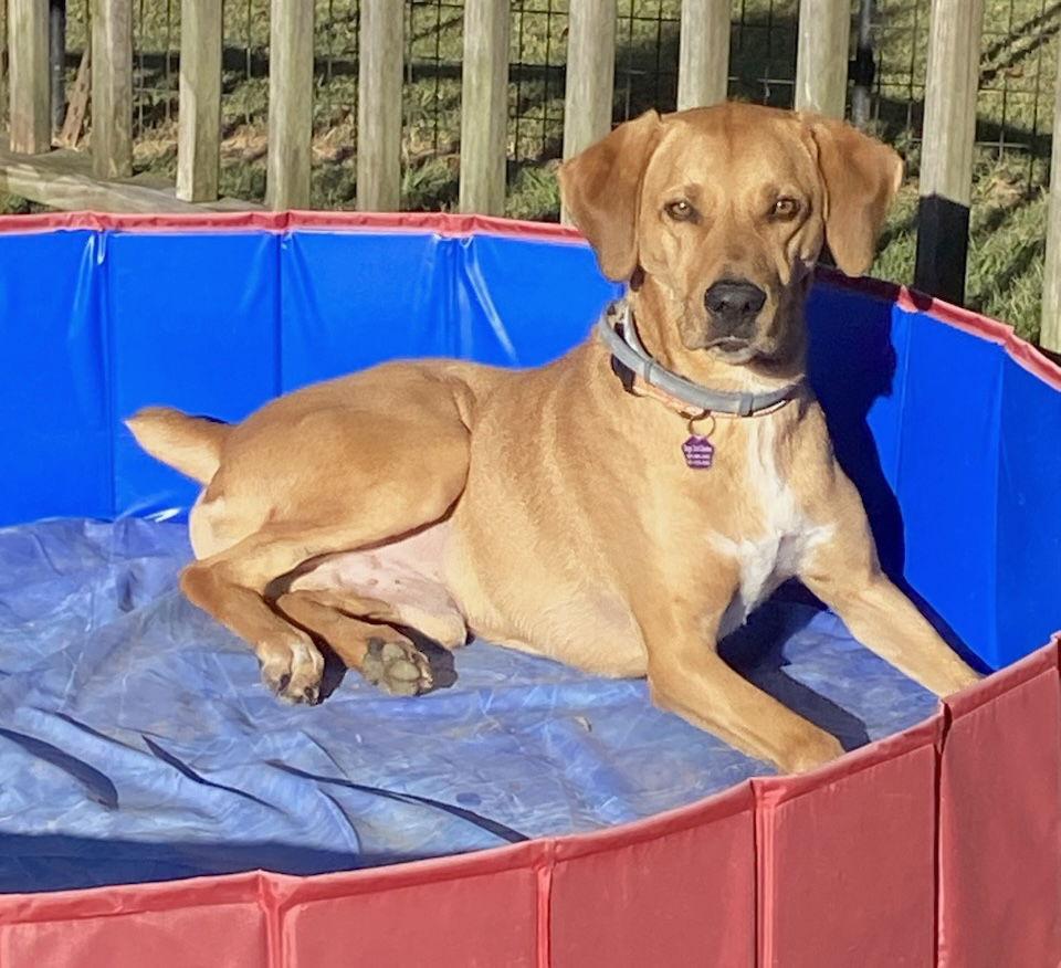 Decker, a Adopted mixed breed in Munford, TN image 3/3