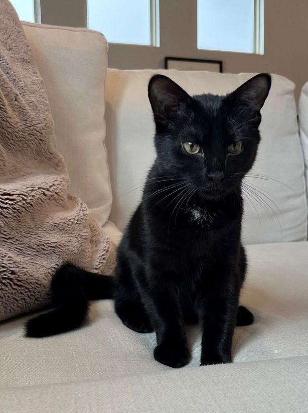 Enlarge Clove25, a Adopted Domestic Short Hair in Nashville, TN image 2/3