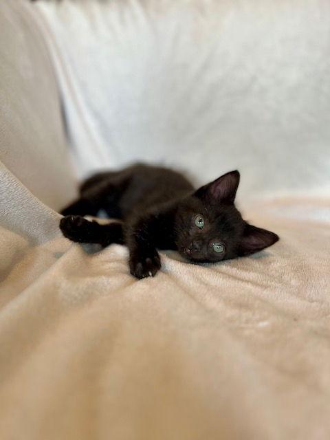 Clove25, Adoptable, Kitten Male Domestic Short Hair.