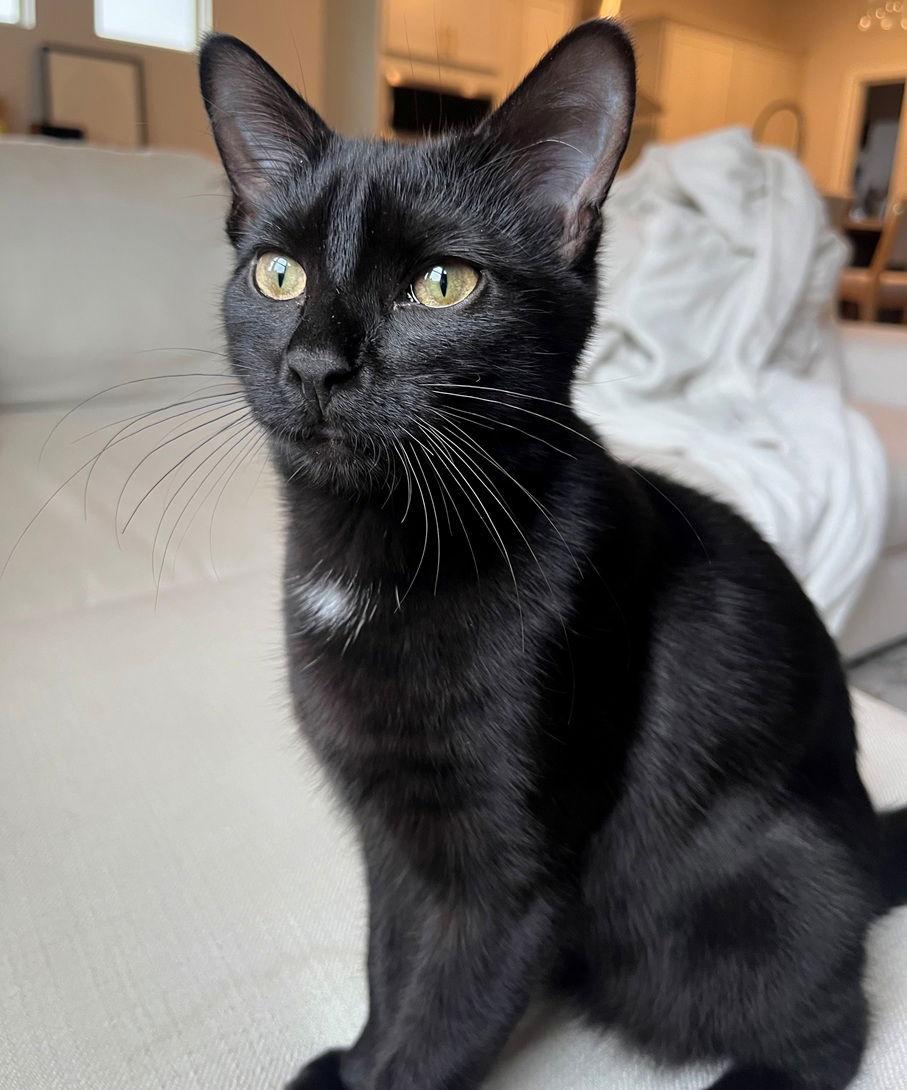 Enlarge Clove25, a Adopted Domestic Short Hair in Nashville, TN image 3/3