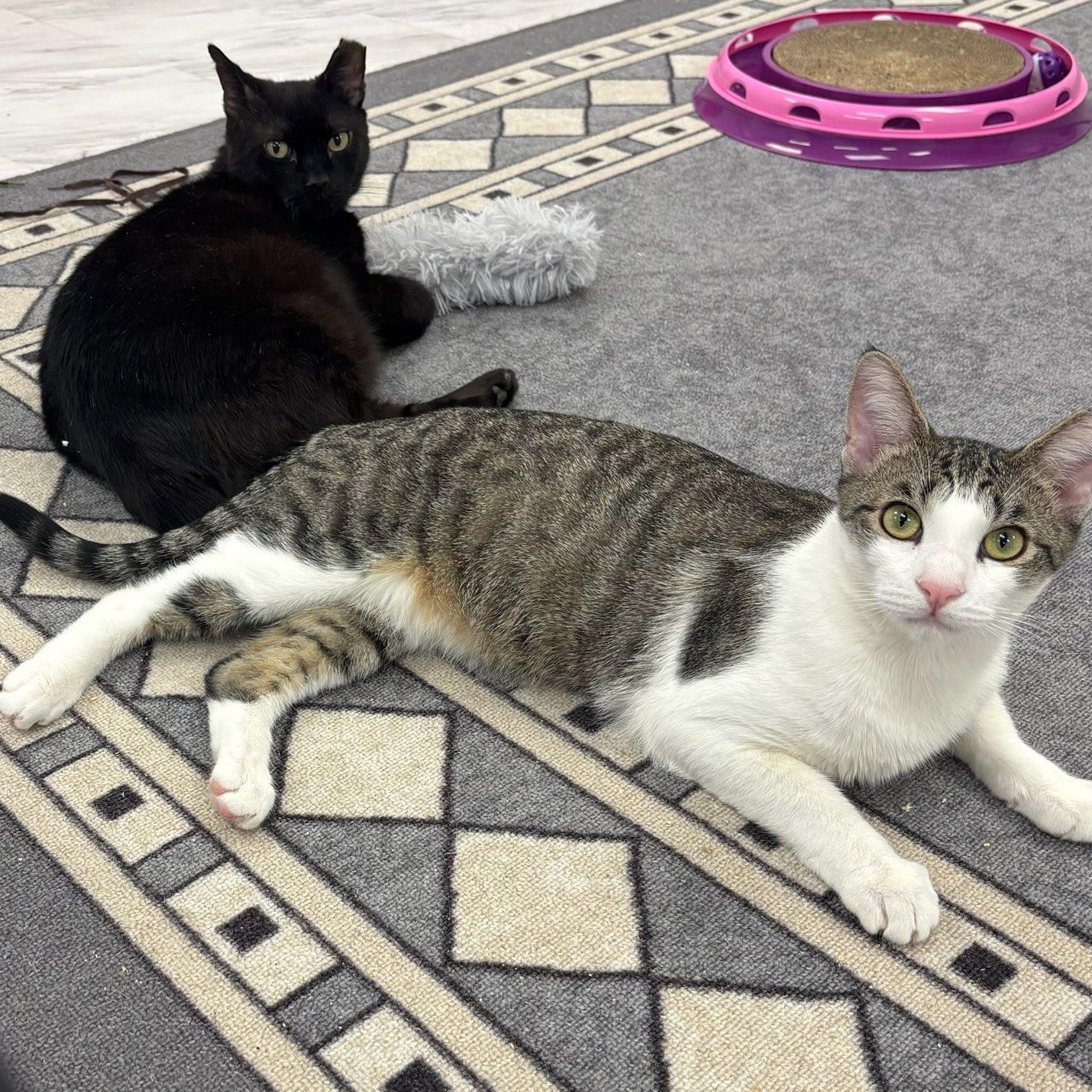 Blackie, a Adoptable Domestic Short Hair in Hartford, CT image 3/3