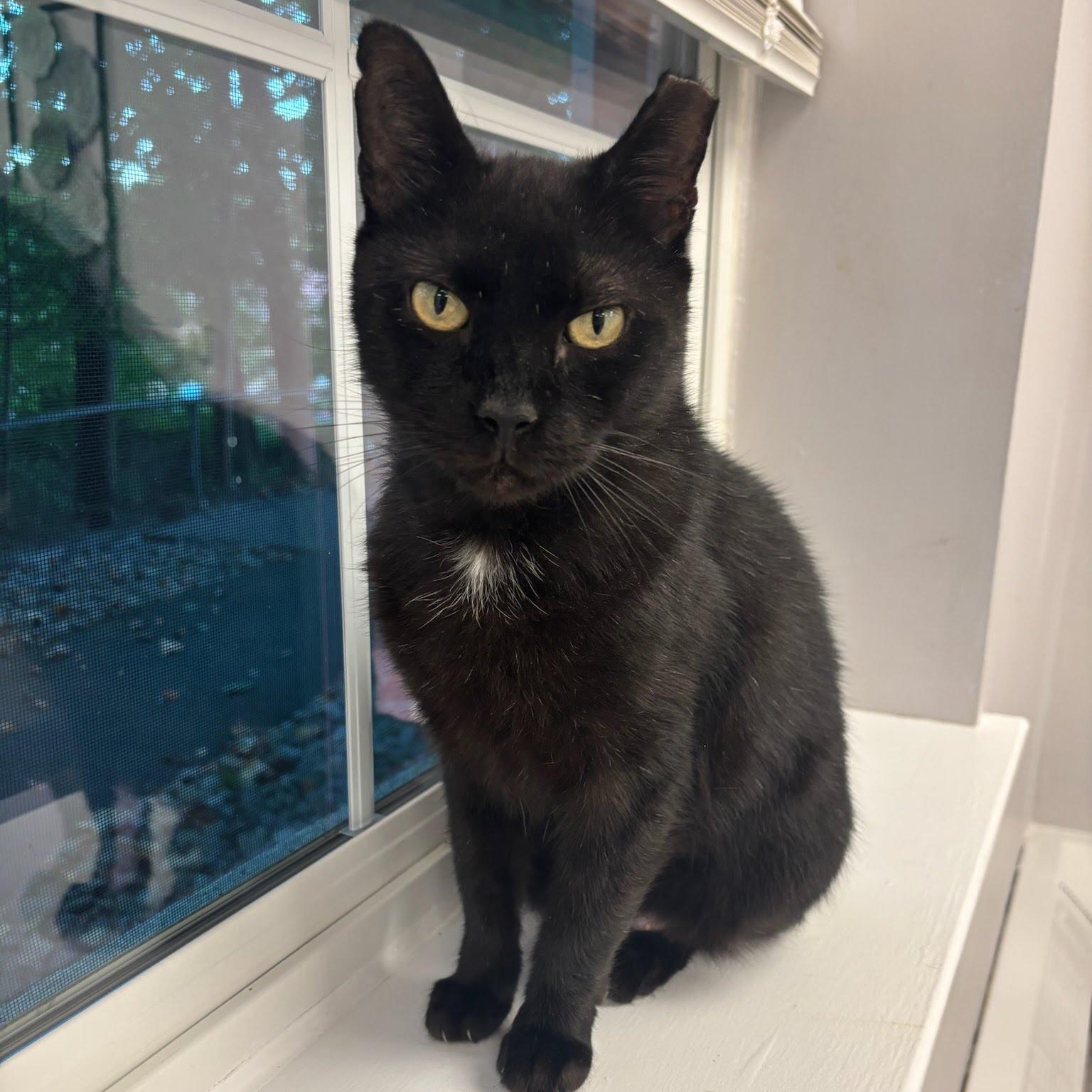 Blackie, Adoptable, Senior Male Domestic Short Hair.