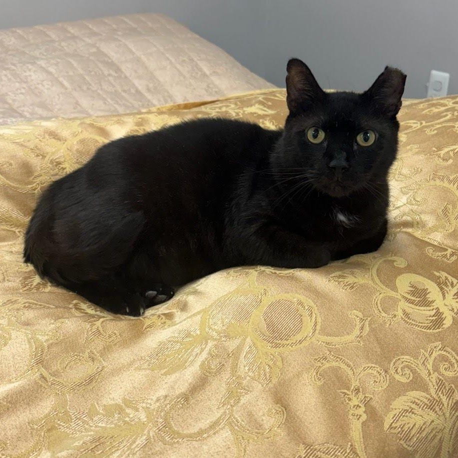 Blackie, a Adoptable Domestic Short Hair in Hartford, CT image 5/5