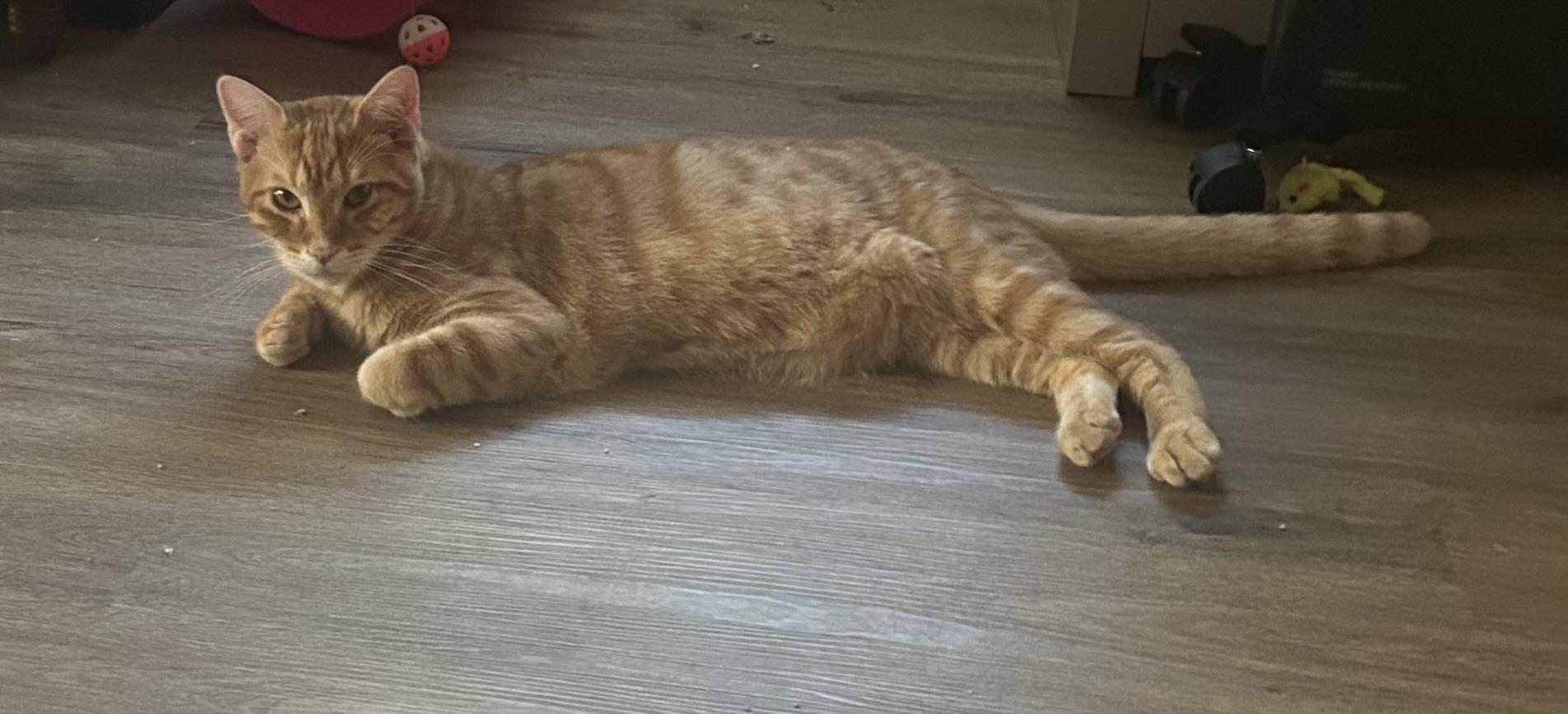 Scout, Adoptable, Young Male Domestic Short Hair.