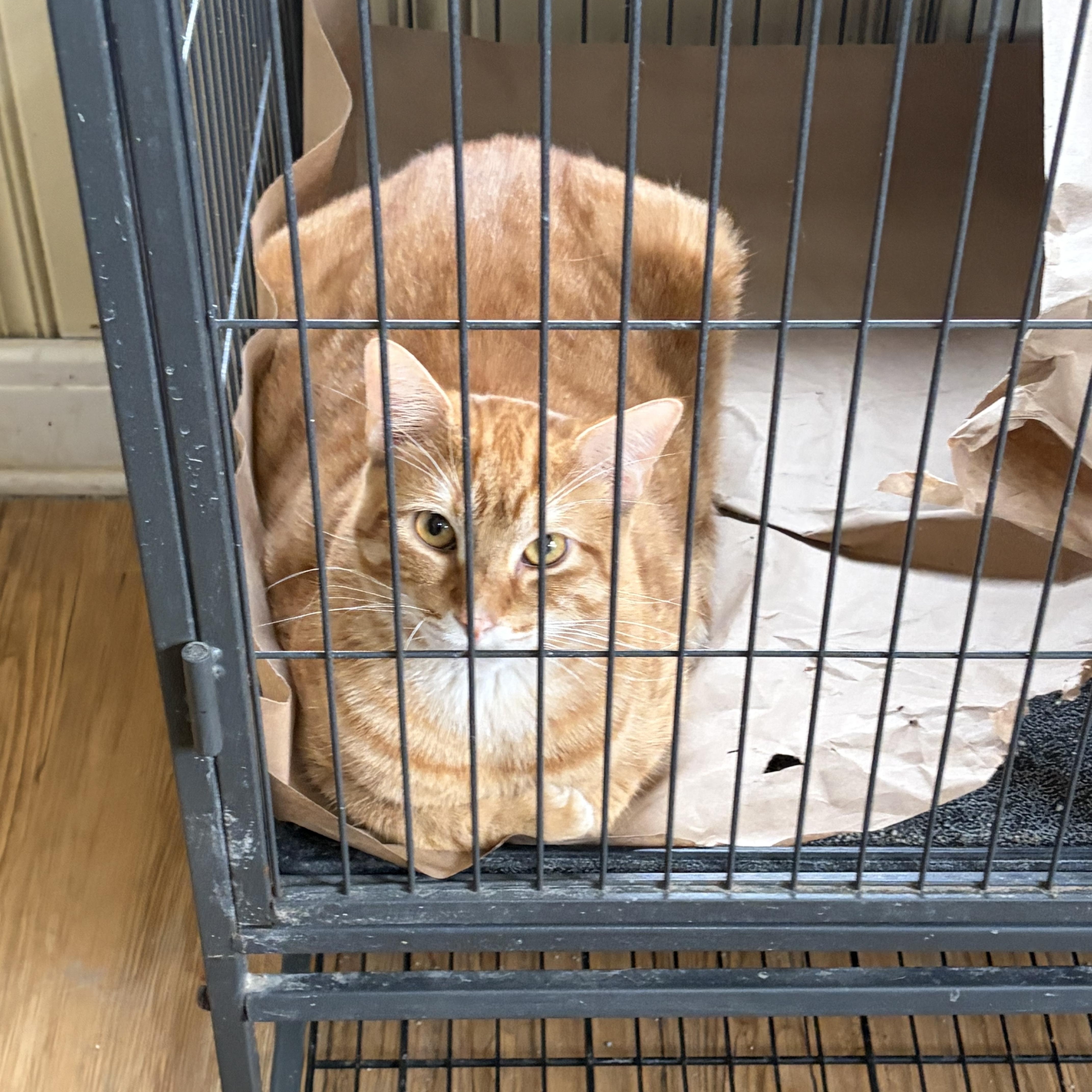 Enlarge Scout, a Adoptable Domestic Short Hair in Hammond, LA image 4/4