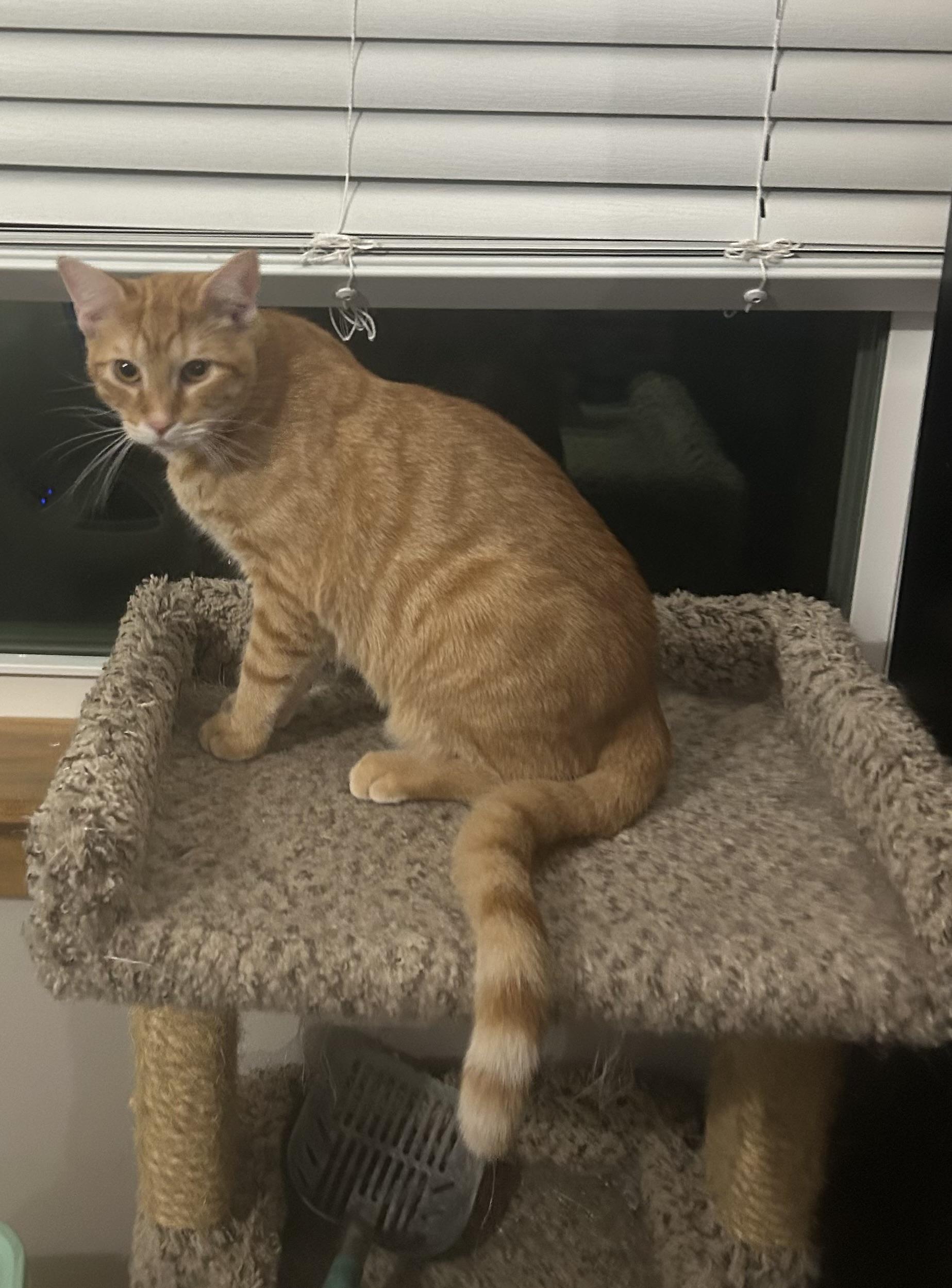 Scout, a Adoptable Domestic Short Hair in Hammond, LA image 2/3