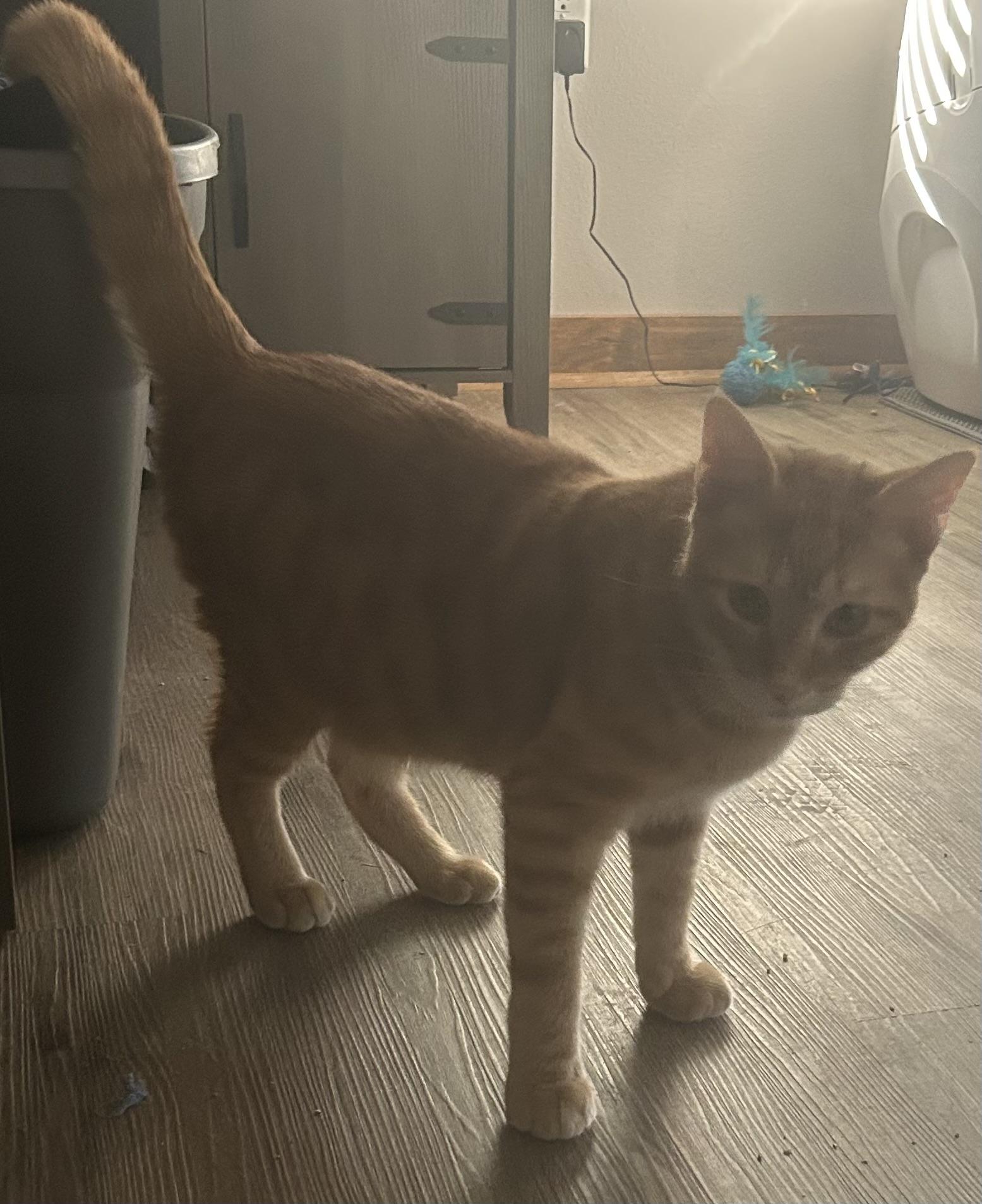 Scout, a Adoptable Domestic Short Hair in Hammond, LA image 3/3