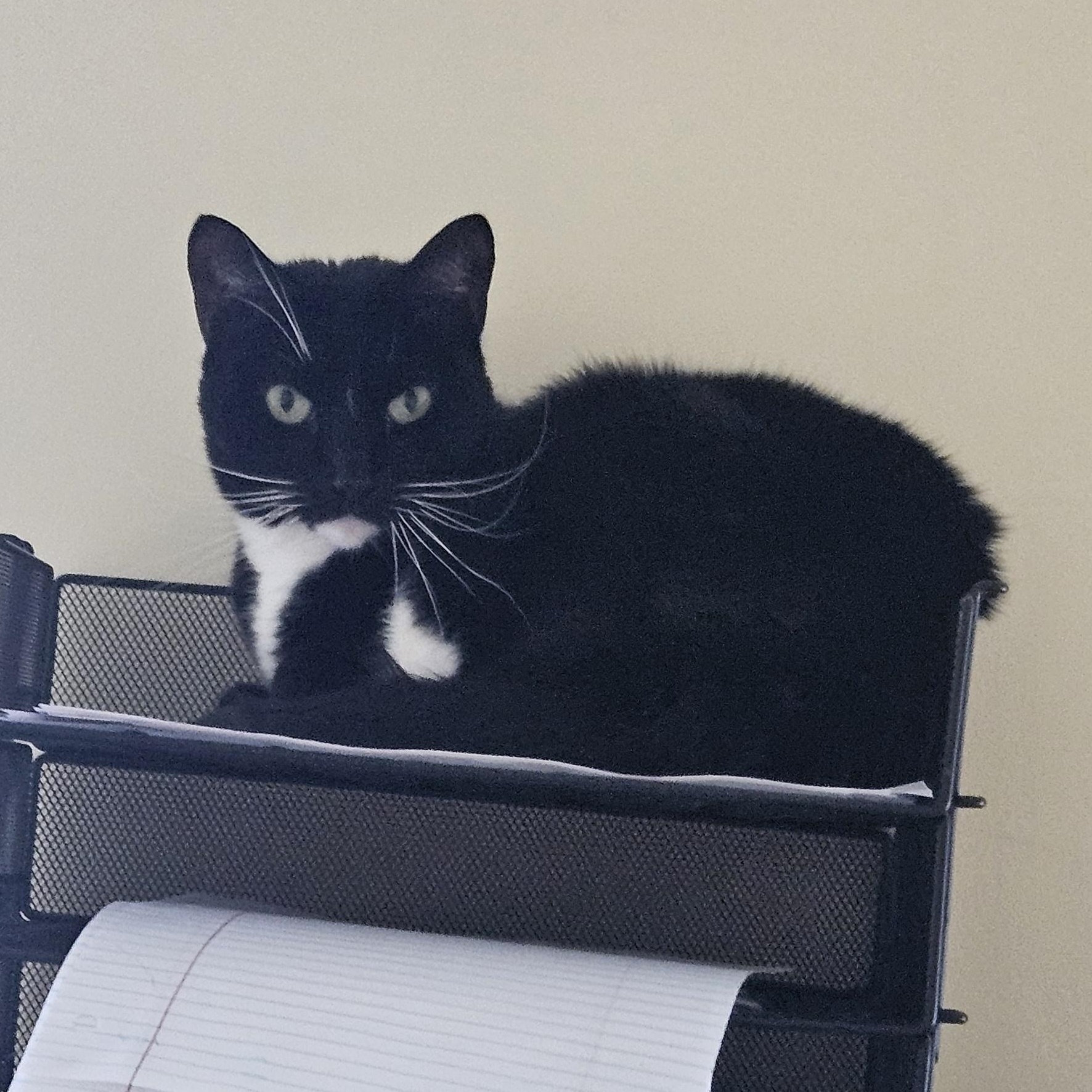 Enlarge Mittens, a ADOPTABLE Domestic Short Hair in Fall River, MA image 2/2