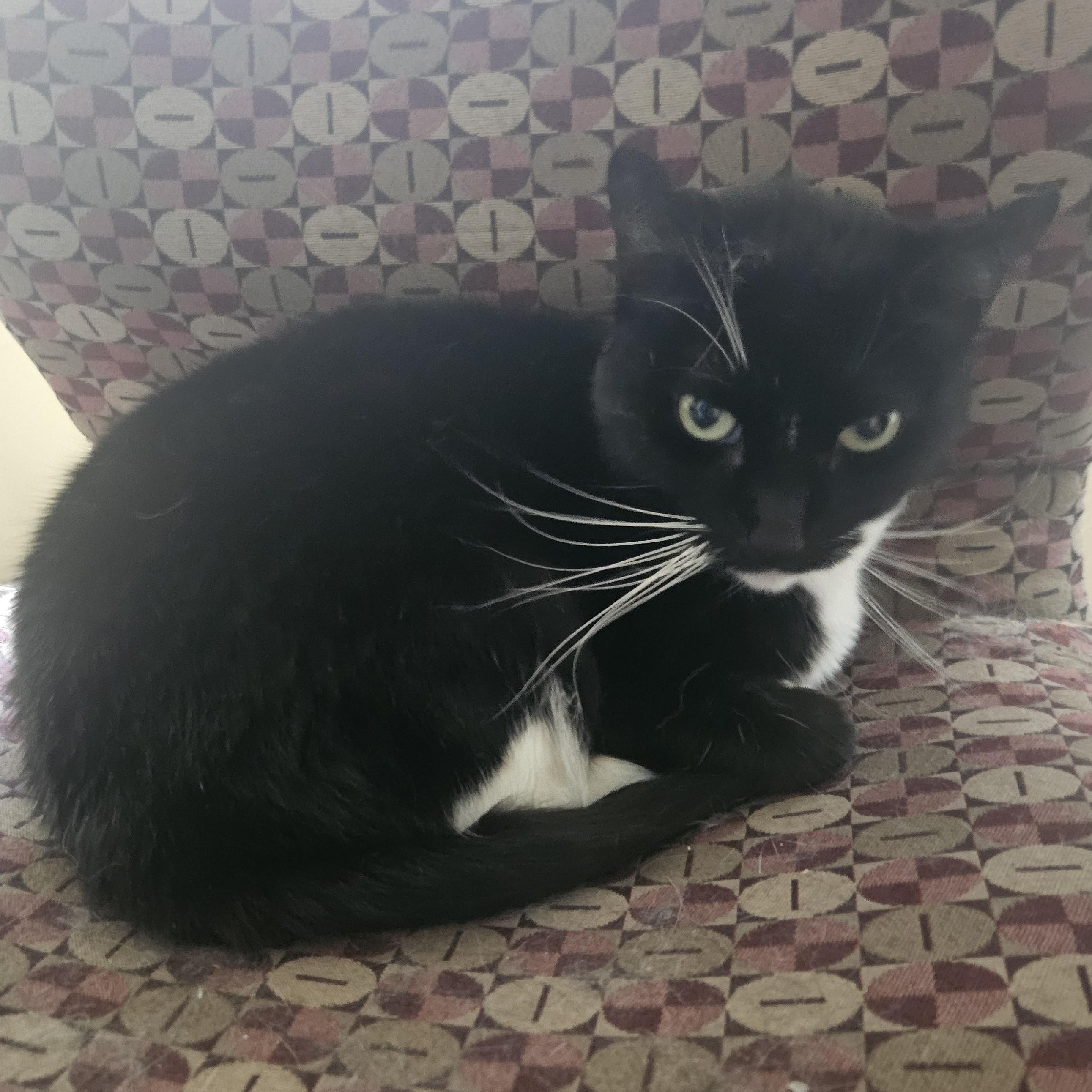 Mittens, ADOPTABLE, Adult Female Domestic Short Hair.