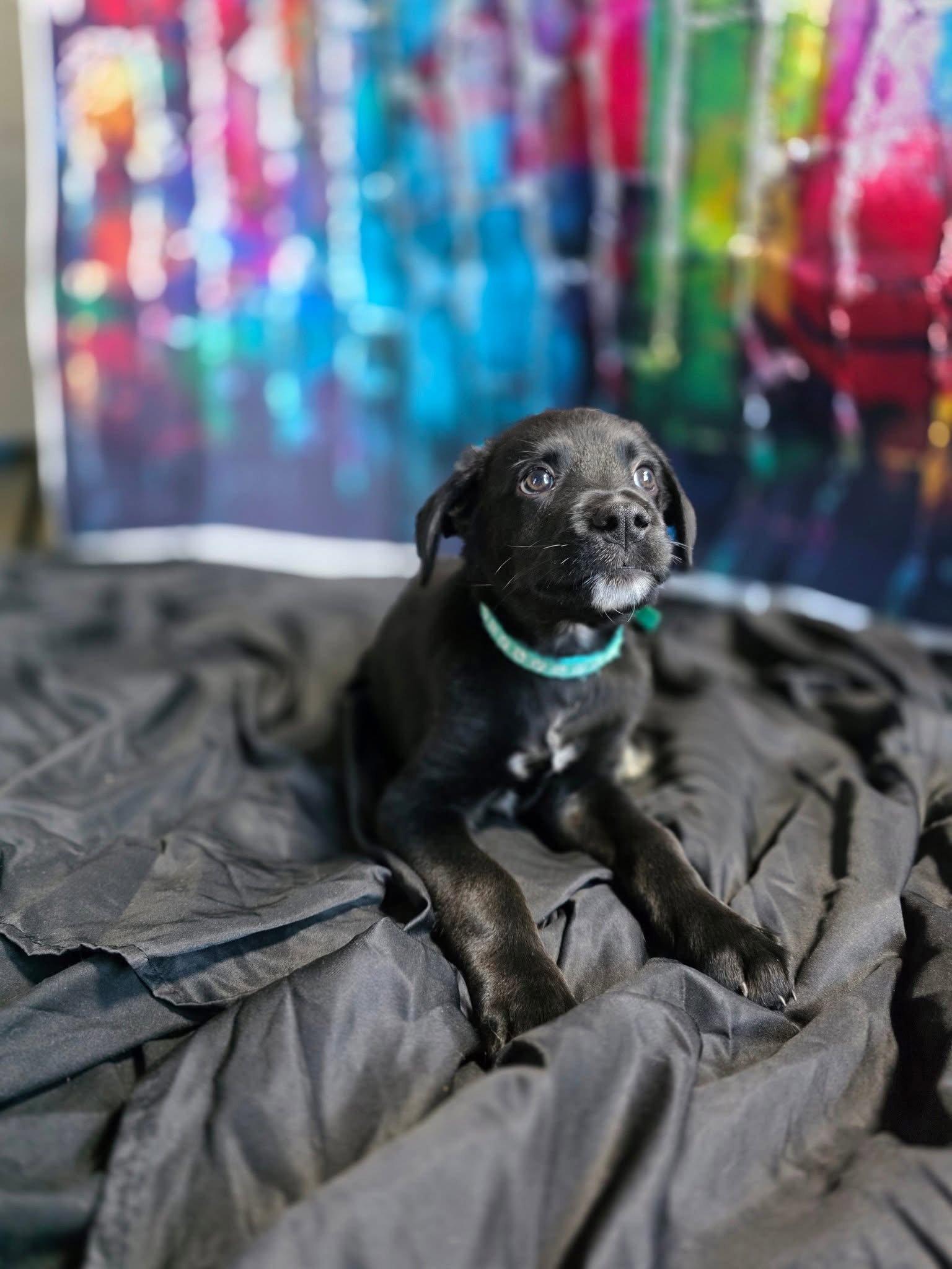 Biscuit, Adoptable, Puppy Male Rottweiler.