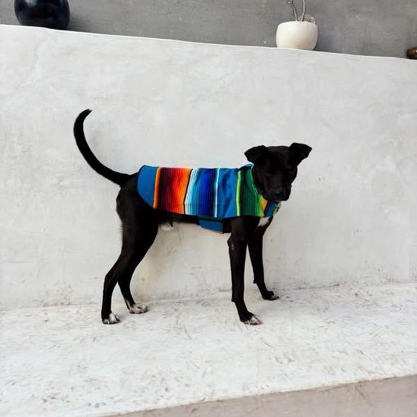 Mooch, Adoptable, Adult Male Whippet & Mountain Cur.