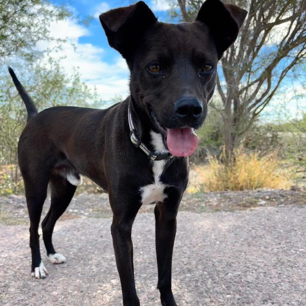 Enlarge Mooch, a Adoptable mixed breed in Long Beach, CA image 2/3