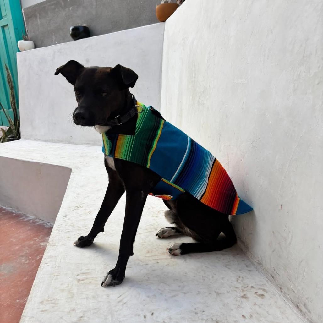 Enlarge Mooch, a Adoptable mixed breed in Long Beach, CA image 3/3