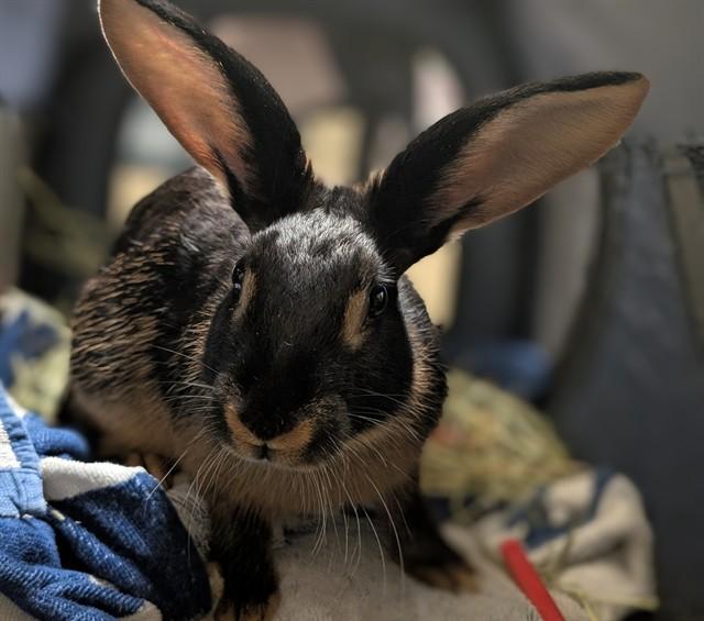 RADAR, Adoptable, Adult Male Bunny Rabbit.