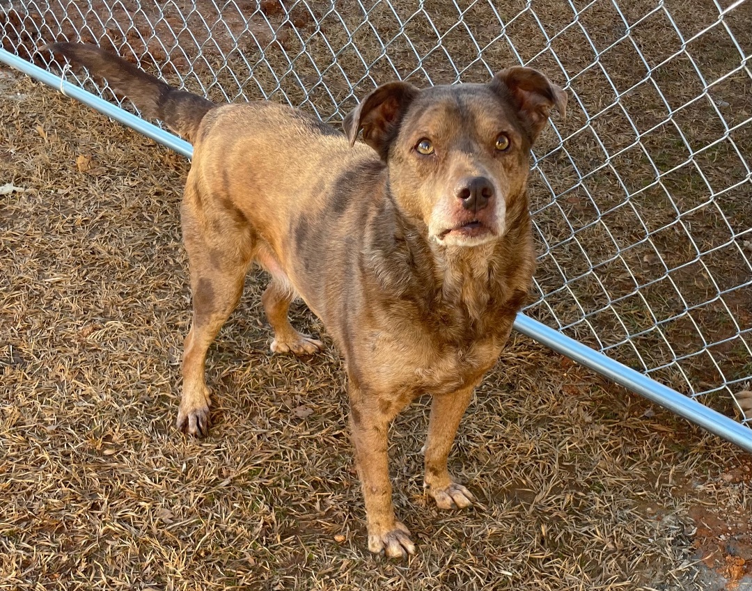 Opie, an adoptable Catahoula Leopard Dog in Hartselle, AL, 35640 | Photo Image 1