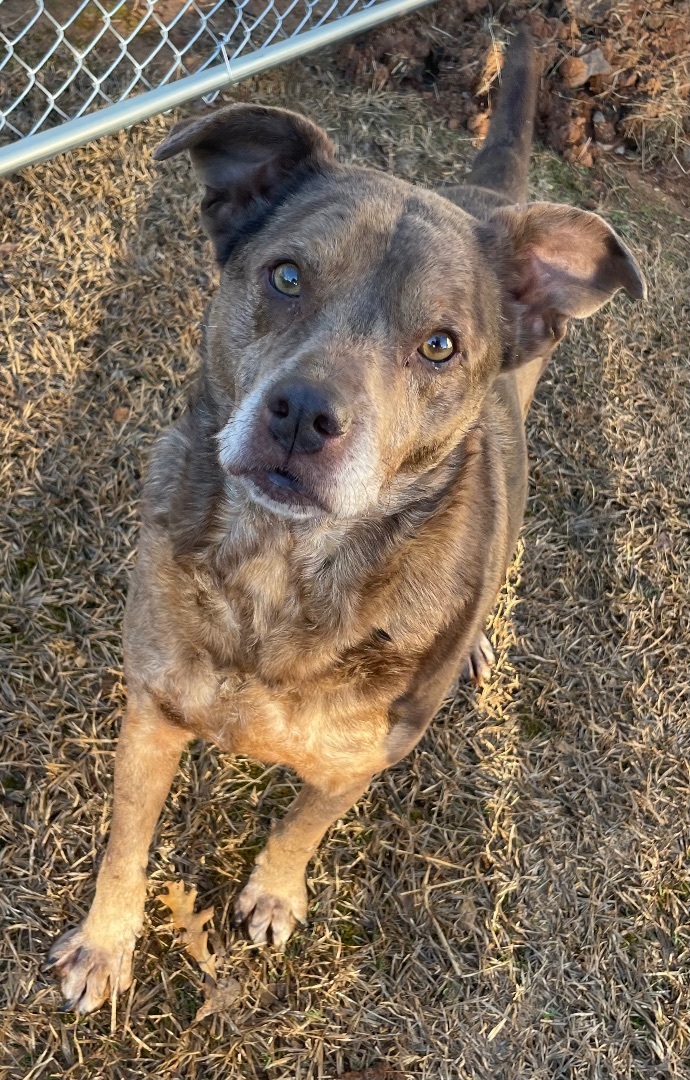 Enlarge Opie, a Adoptable mixed breed in Hartselle, AL image 2/2