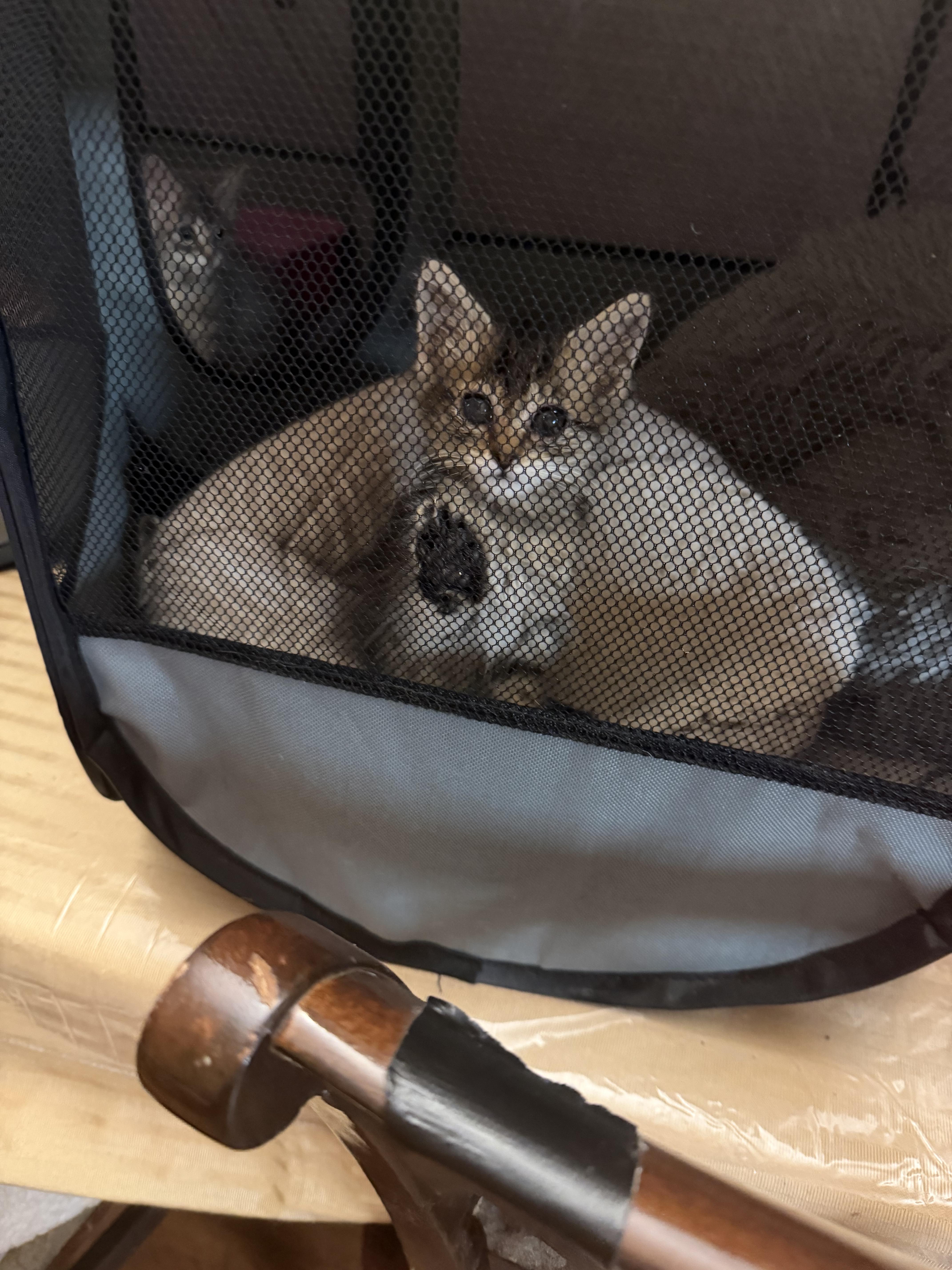 Enlarge Sonnet, a ADOPTABLE Domestic Medium Hair in West Pittston, PA image 2/3