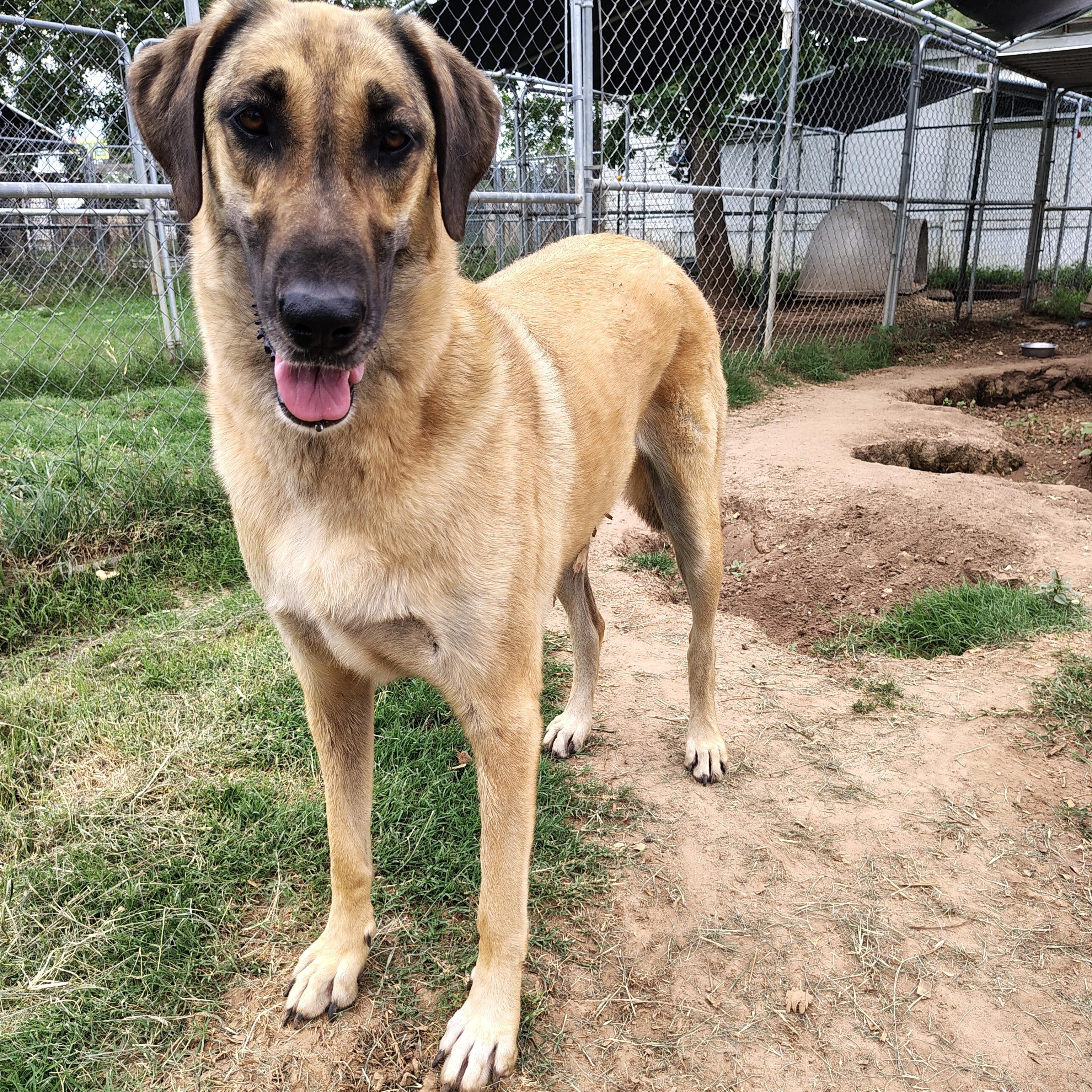 Trudy, a Adoptable Great Dane in Seguin, TX image 1/3