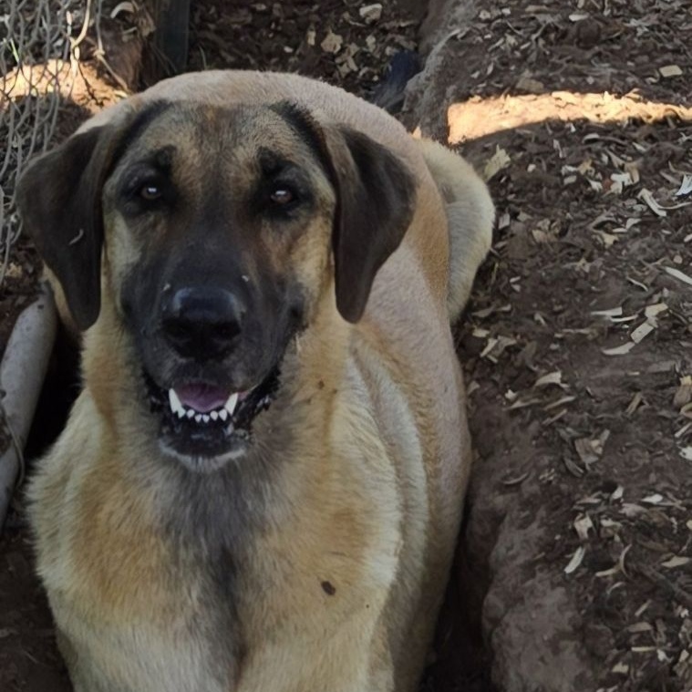 Trudy, a Adoptable Great Dane in Seguin, TX image 3/3