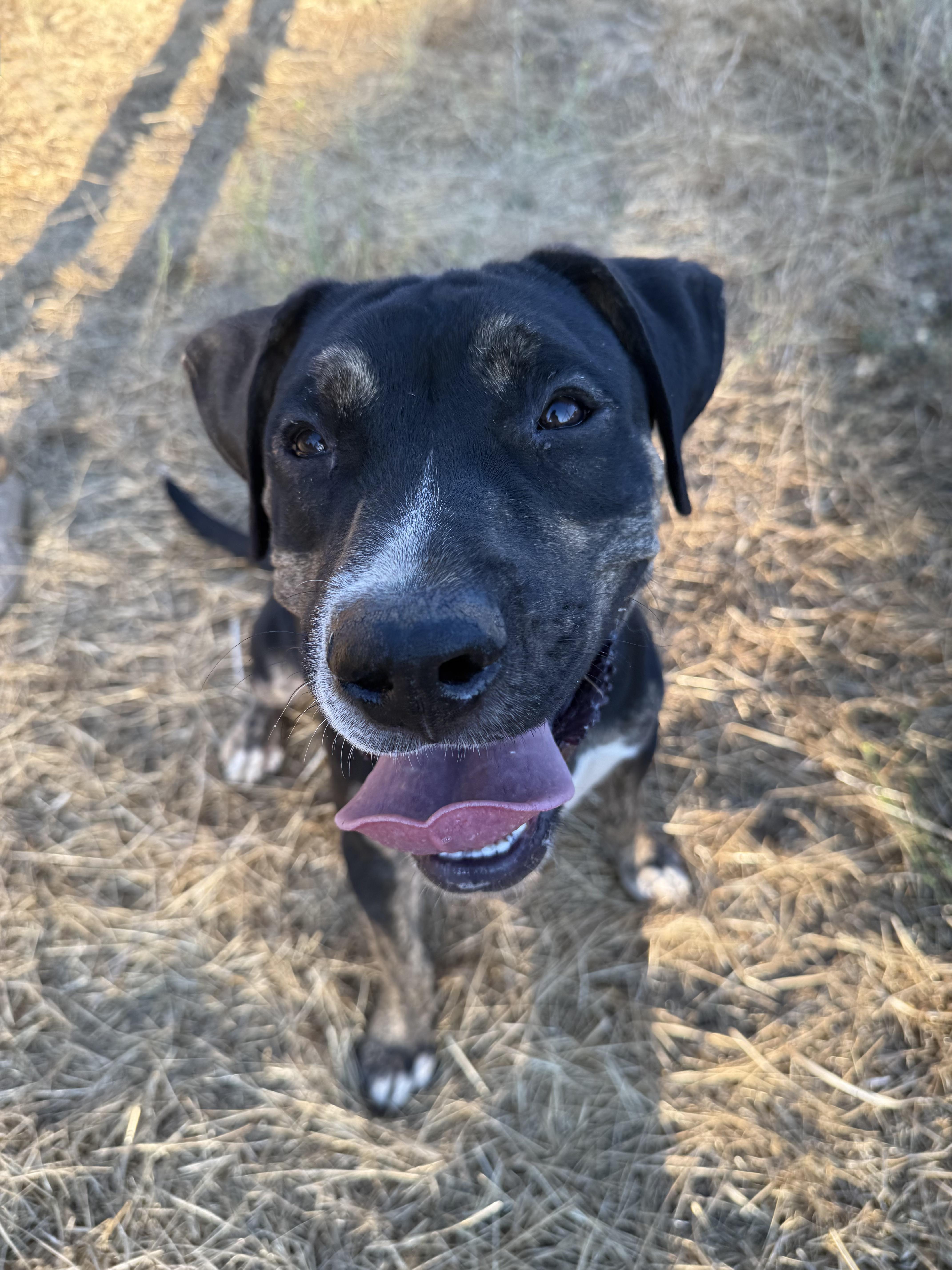 MILO, a Adoptable Shepherd in Portland , OR image 6/6