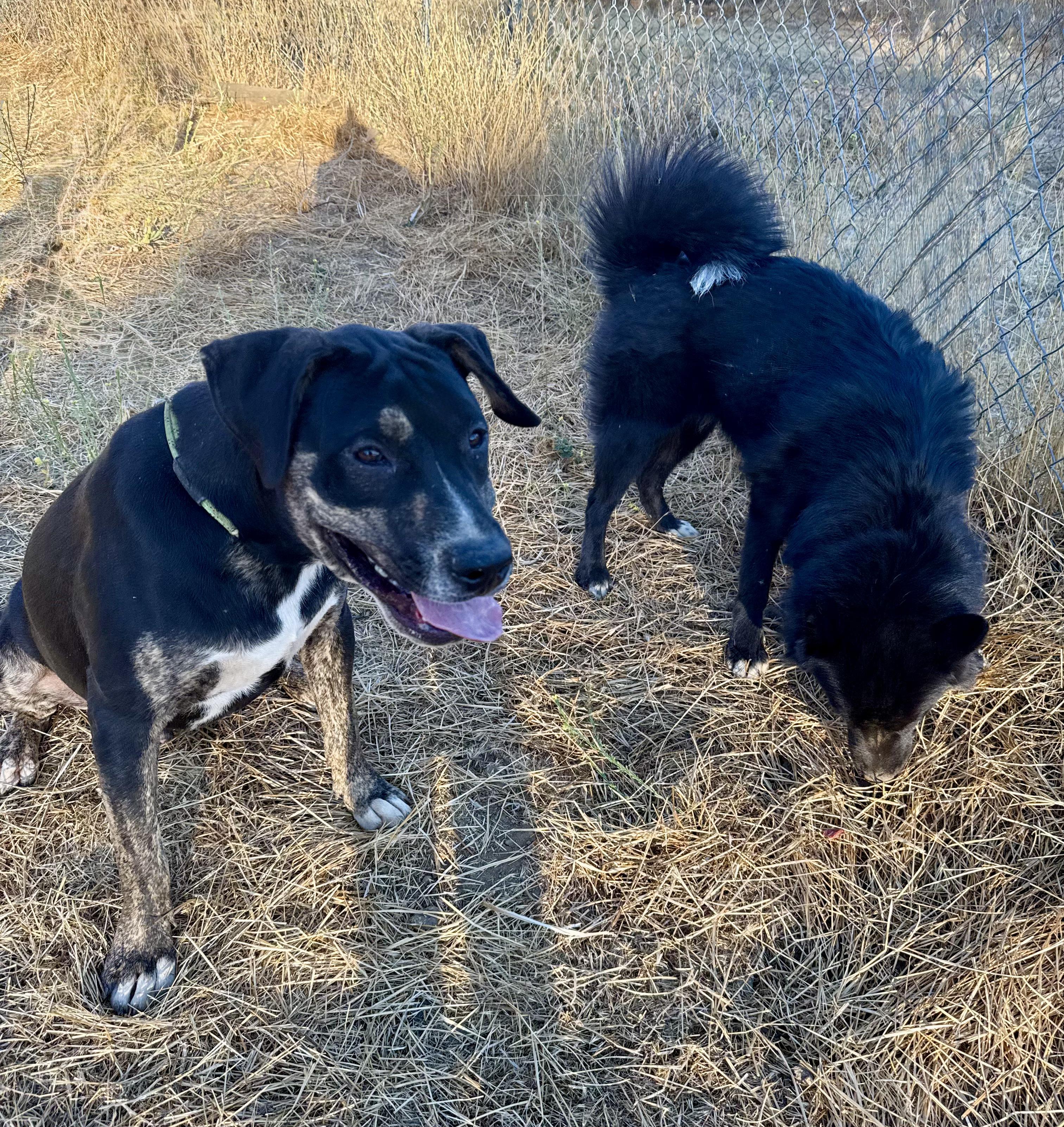 MILO, a Adoptable Shepherd in Portland , OR image 3/6