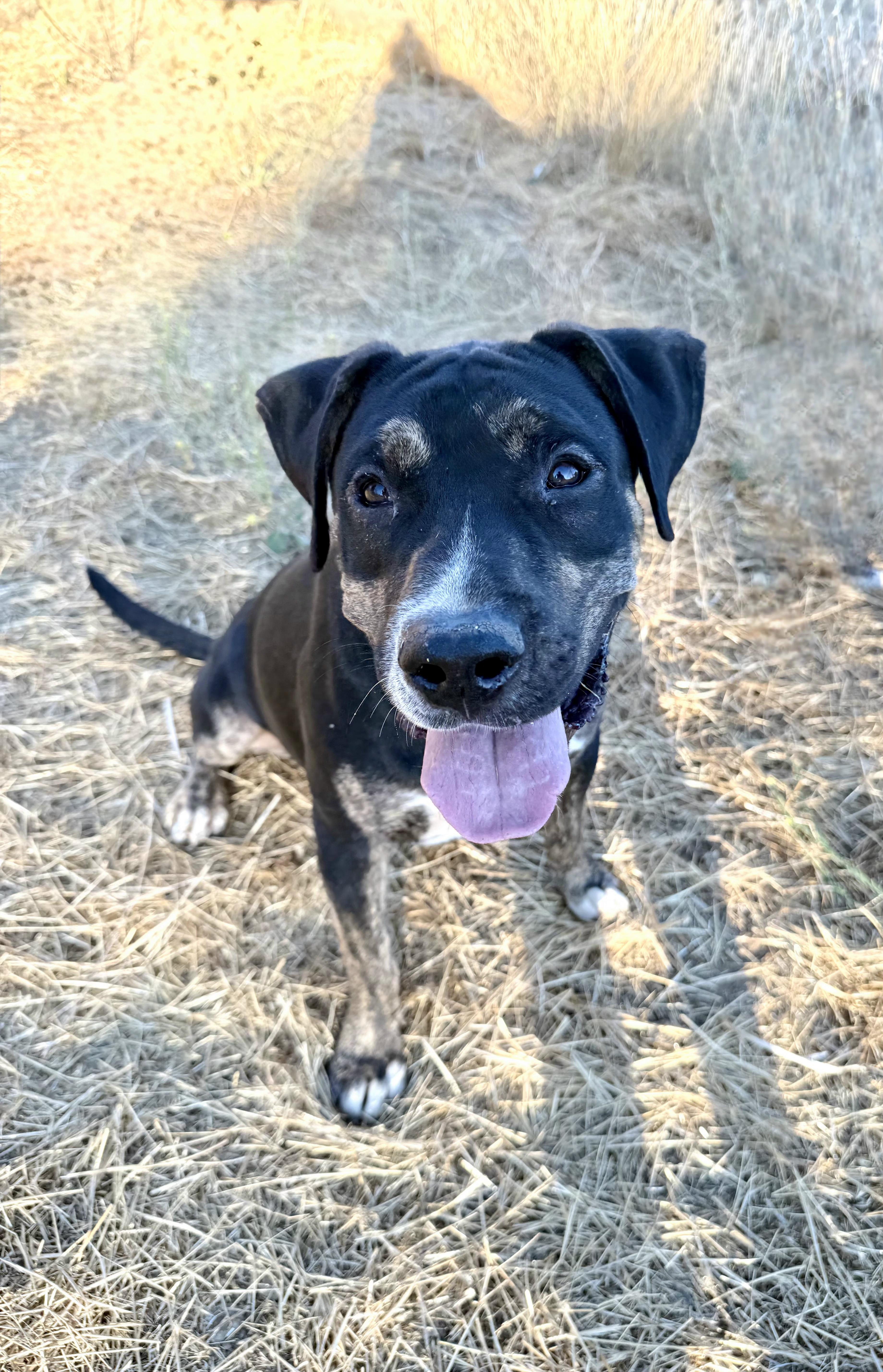 MILO, a Adoptable Shepherd in Portland , OR image 2/6