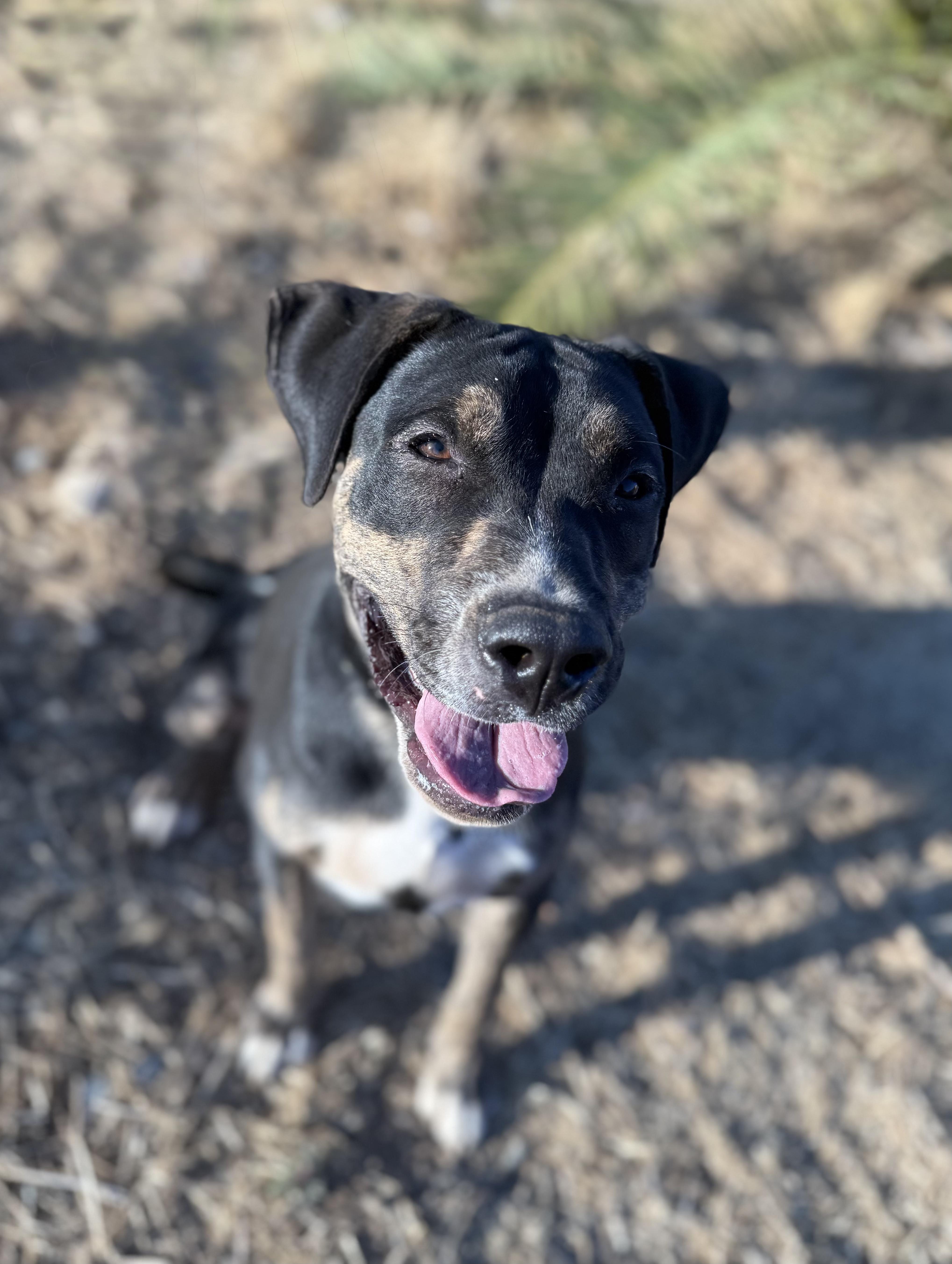 MILO, Adoptable, Adult Male Shepherd.