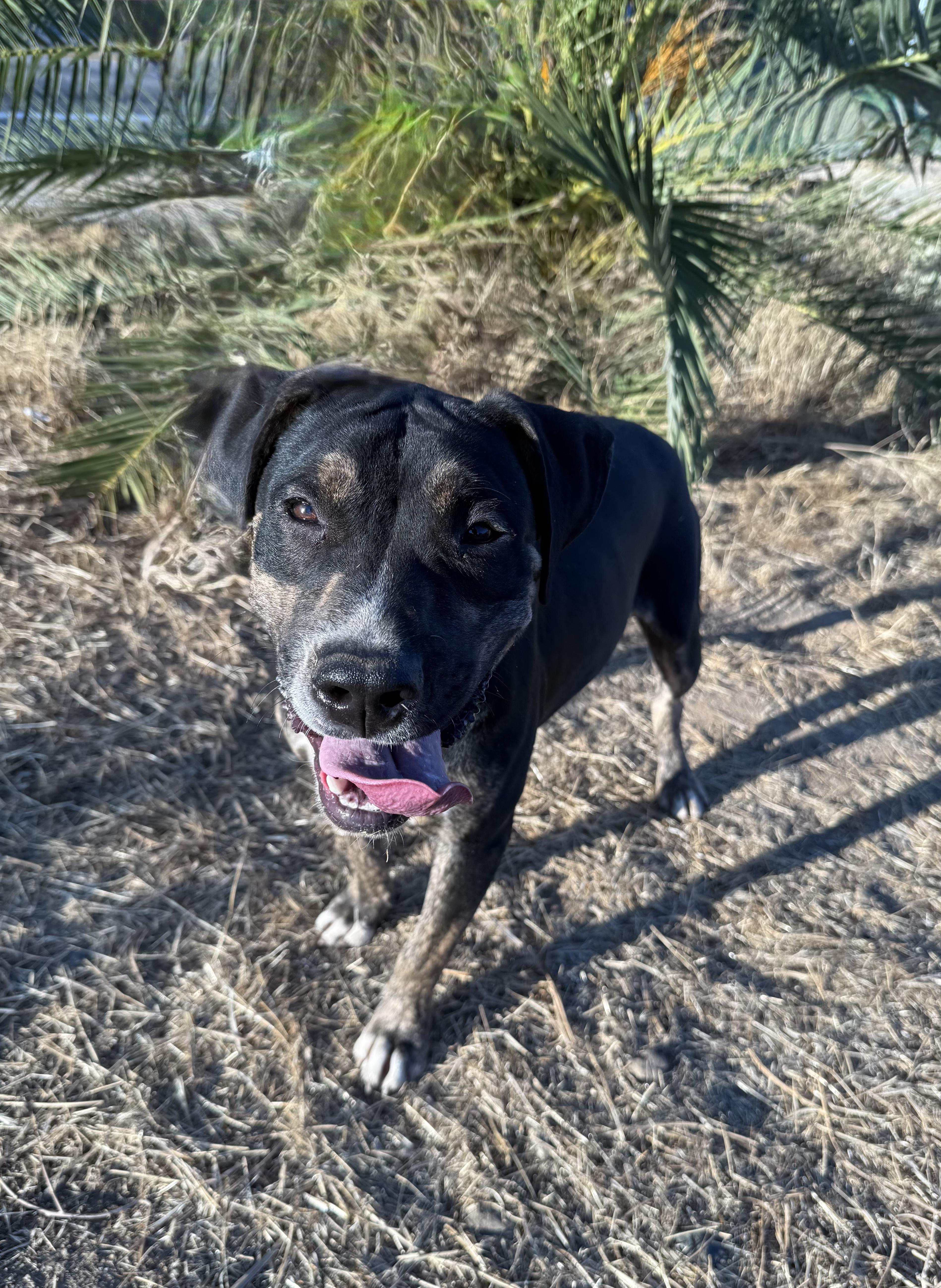 MILO, a Adoptable Shepherd in Portland , OR image 4/6