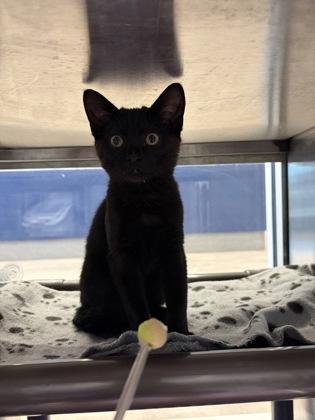 Enlarge Kawasaki, a Adoptable mixed breed in Grapevine, TX image 1/2