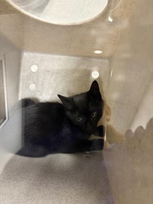 Enlarge Kawasaki, a Adoptable mixed breed in Grapevine, TX image 2/2