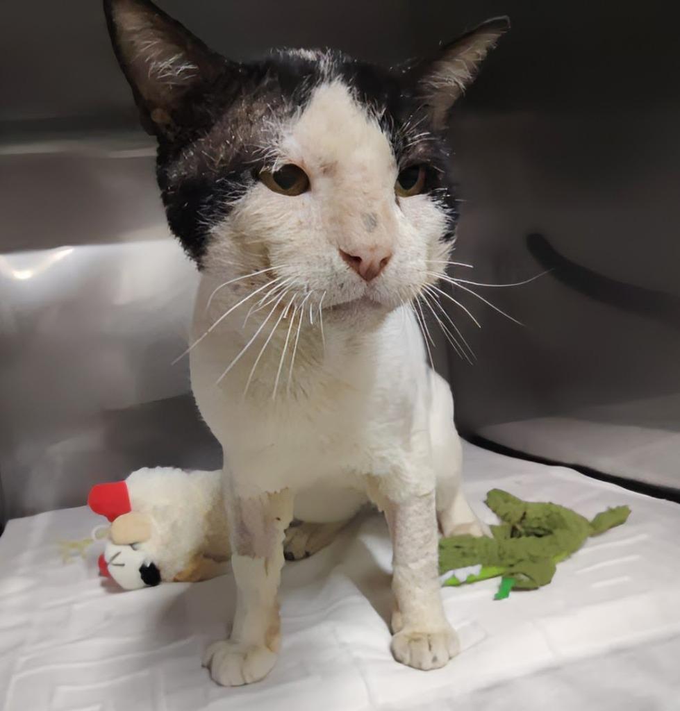 Panchito — thumbnail 4