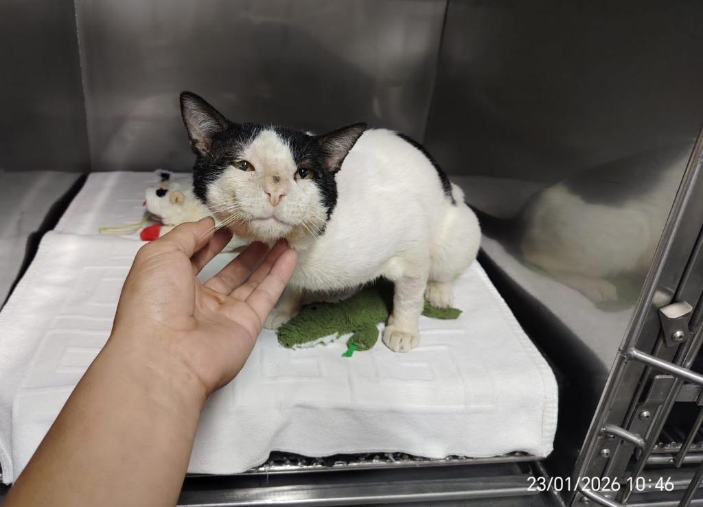 Panchito — thumbnail 6