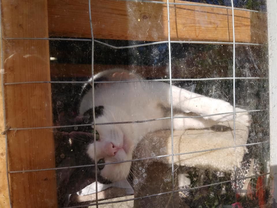 Cash, a Adoptable mixed breed image 1/12