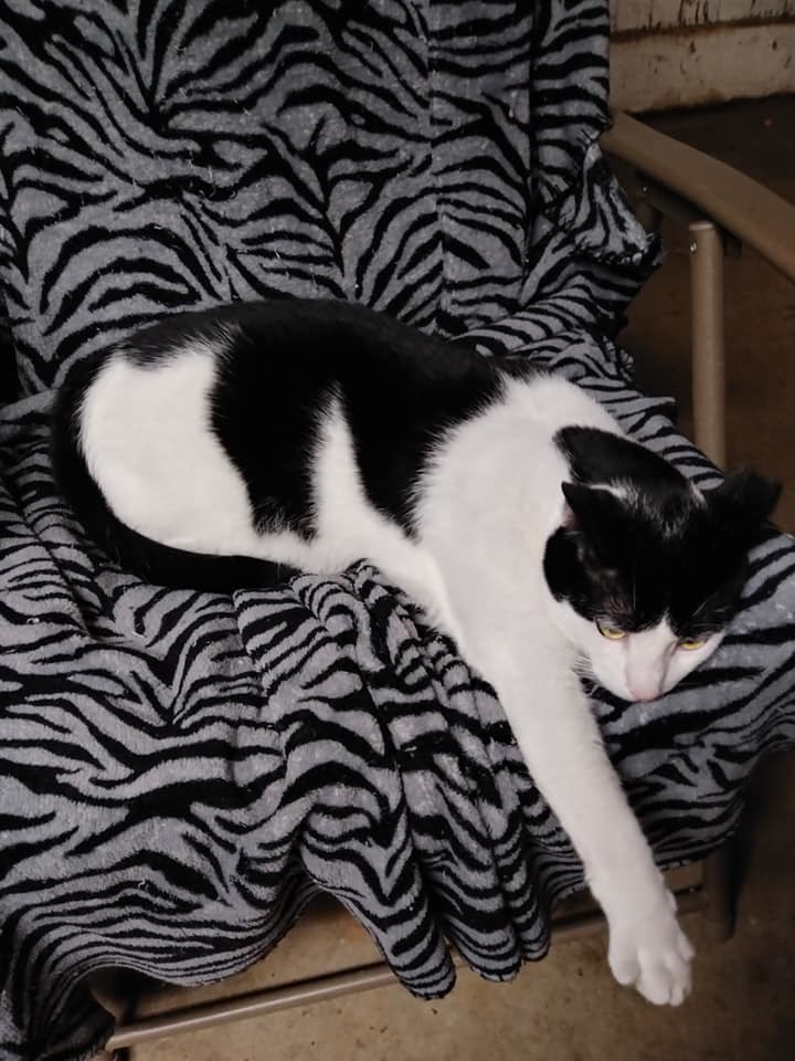 Cash, a Adoptable mixed breed image 3/12