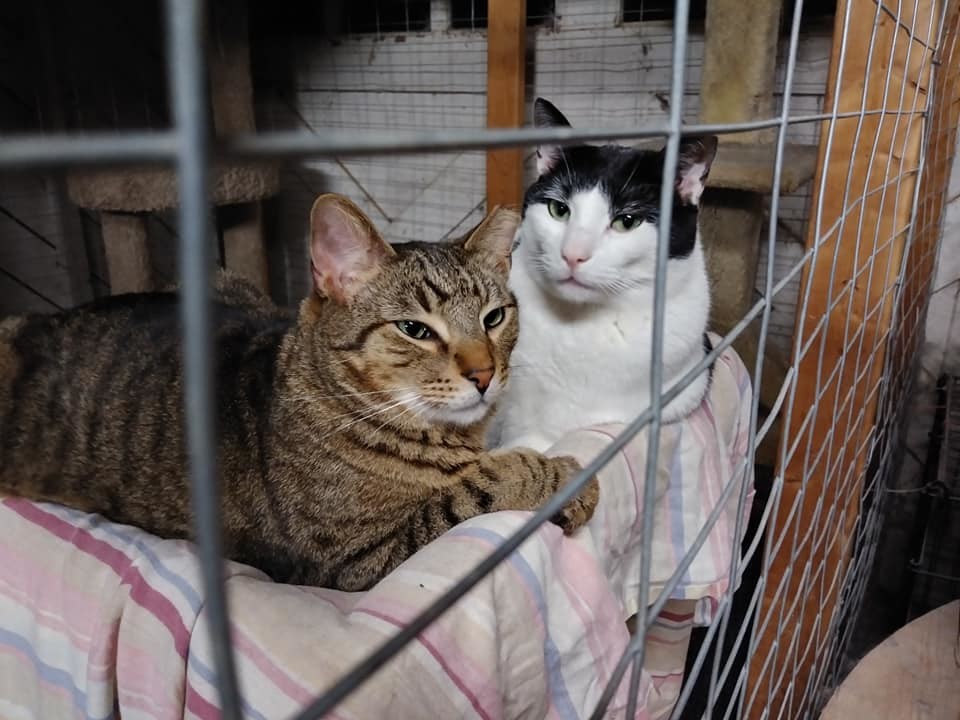 Cash, a Adoptable mixed breed image 4/12