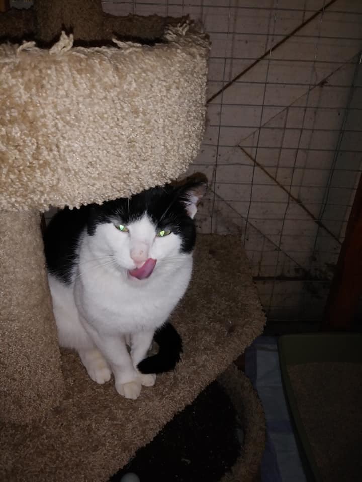 Cash, a Adoptable mixed breed image 5/12