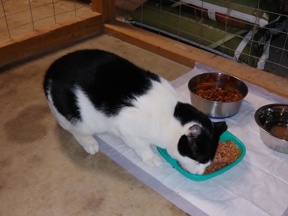 Cash, a Adoptable mixed breed image 6/12