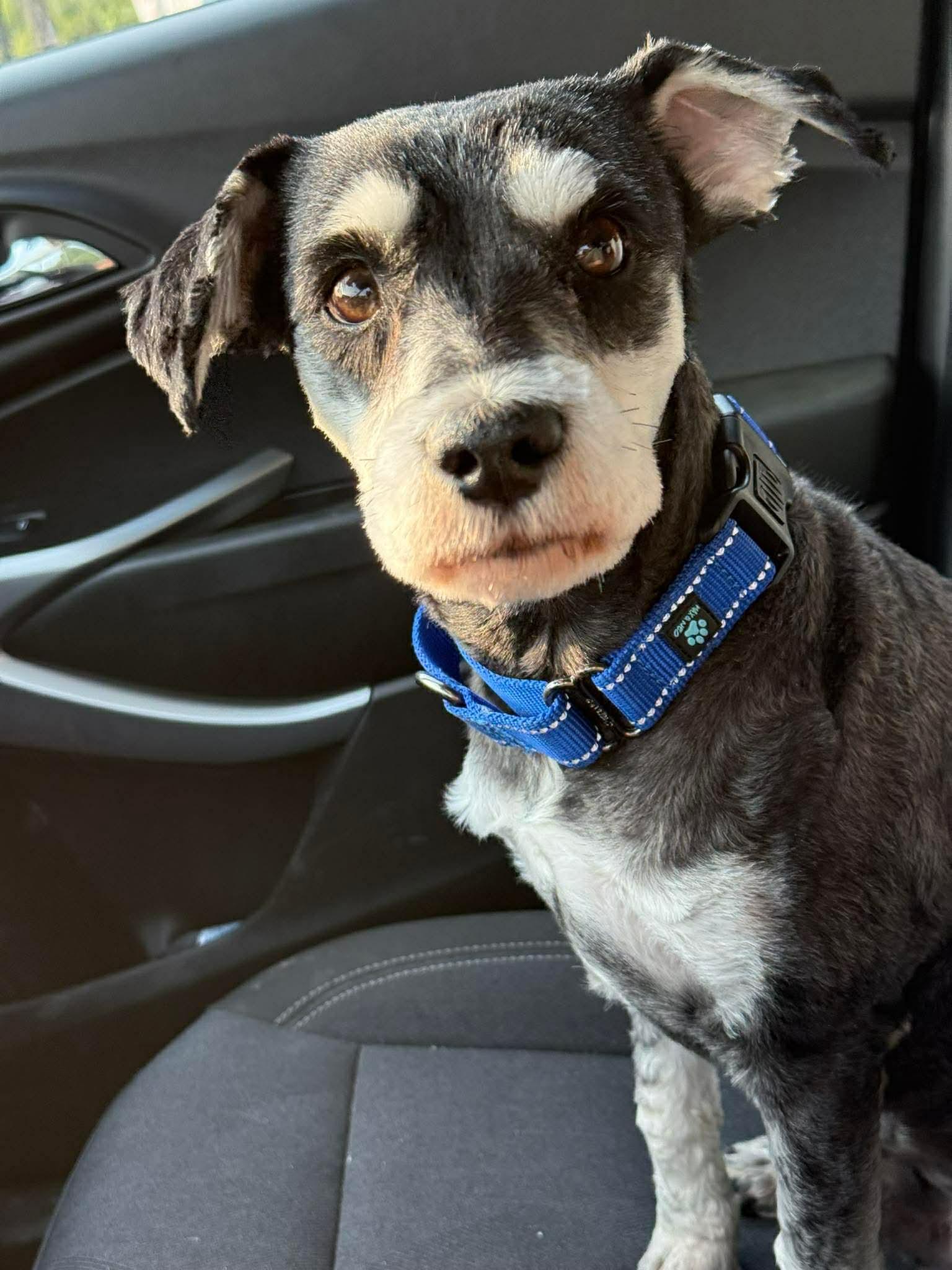 Enlarge Bruno, a Adopted mixed breed in Humble, TX image 4/6