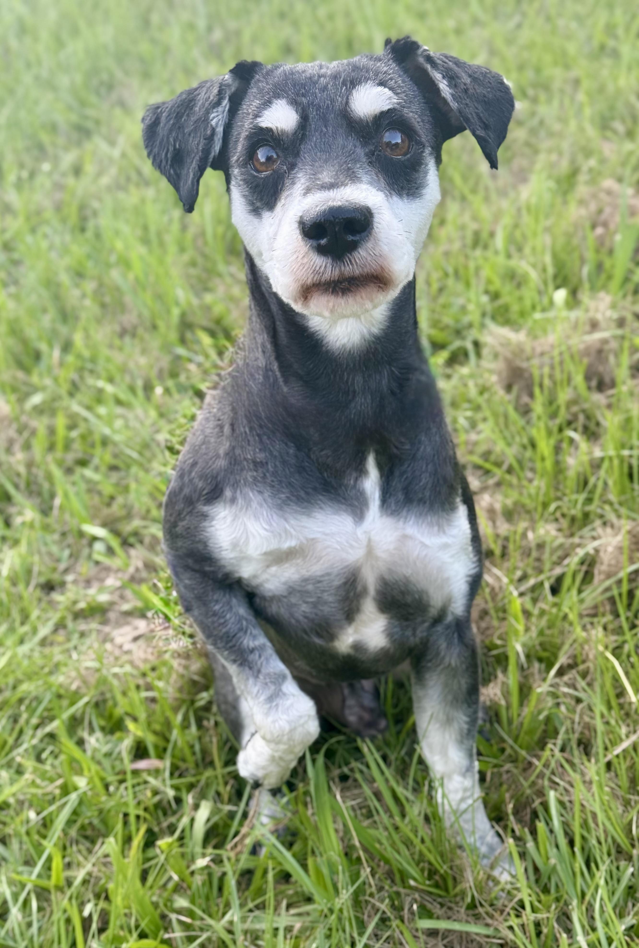 Enlarge Bruno, a Adopted mixed breed in Humble, TX image 2/6