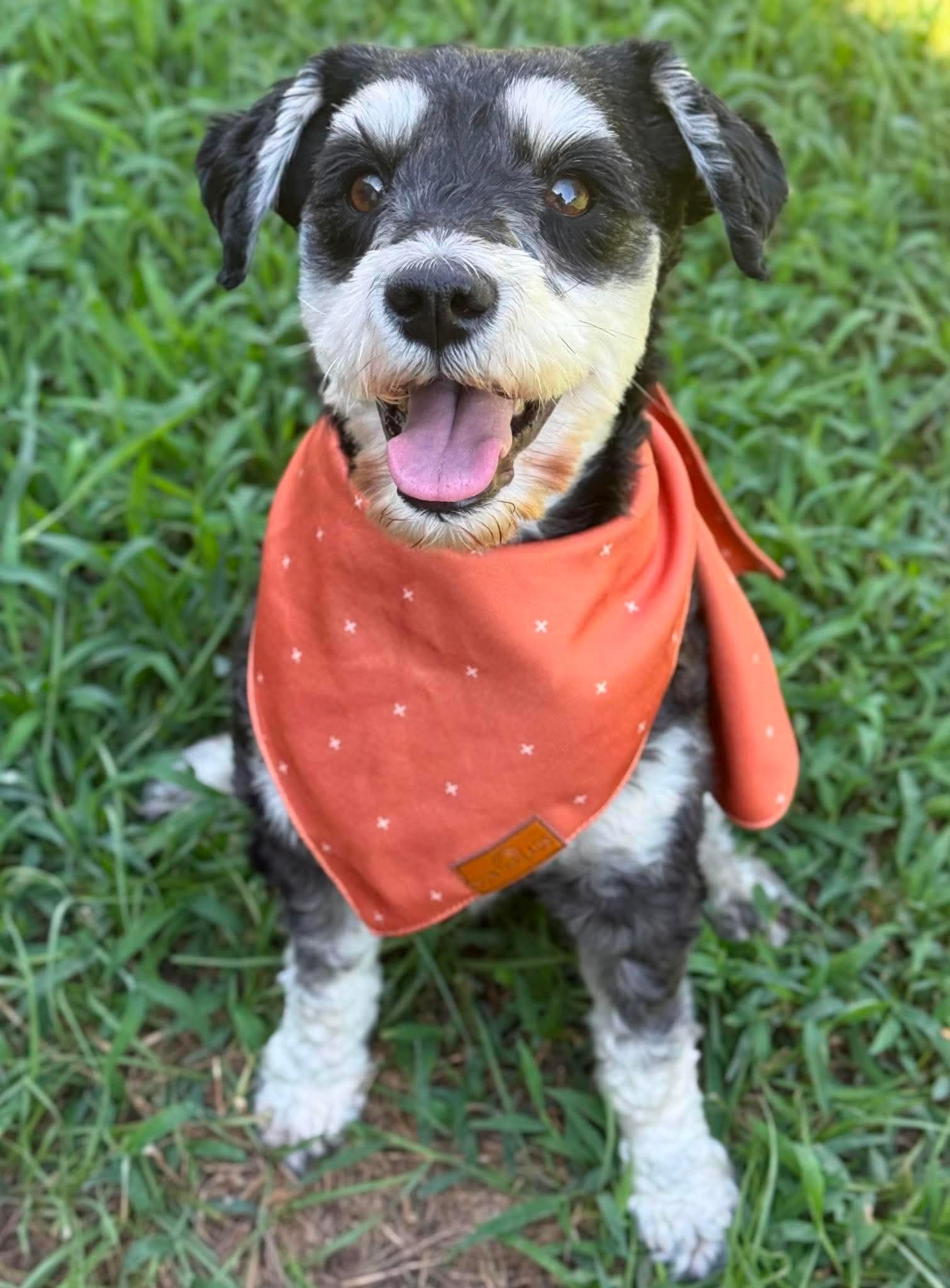 Enlarge Bruno, a Adopted mixed breed in Humble, TX image 6/6