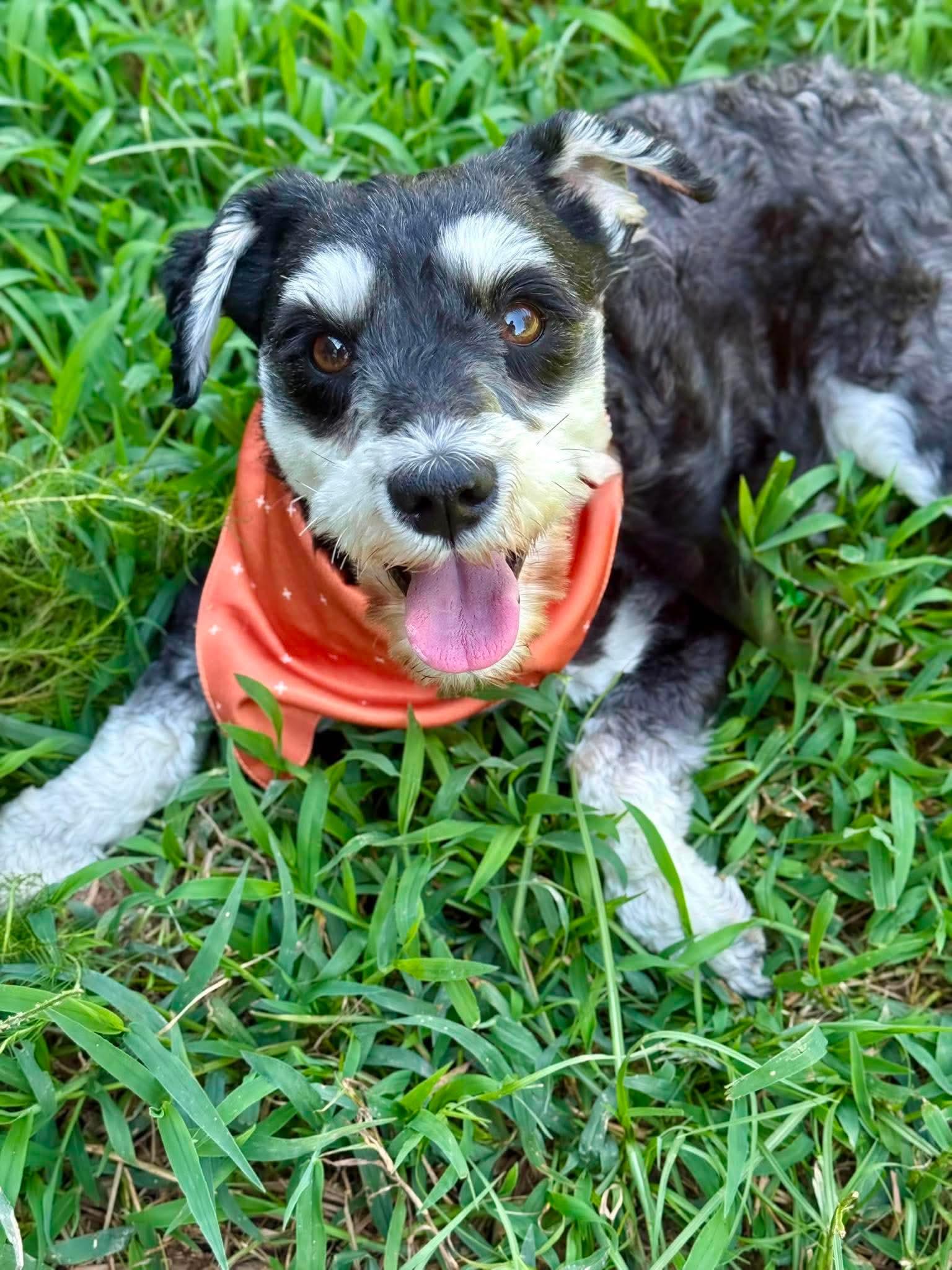 Bruno, Adopted, Adult Male Schnauzer & Miniature Poodle.