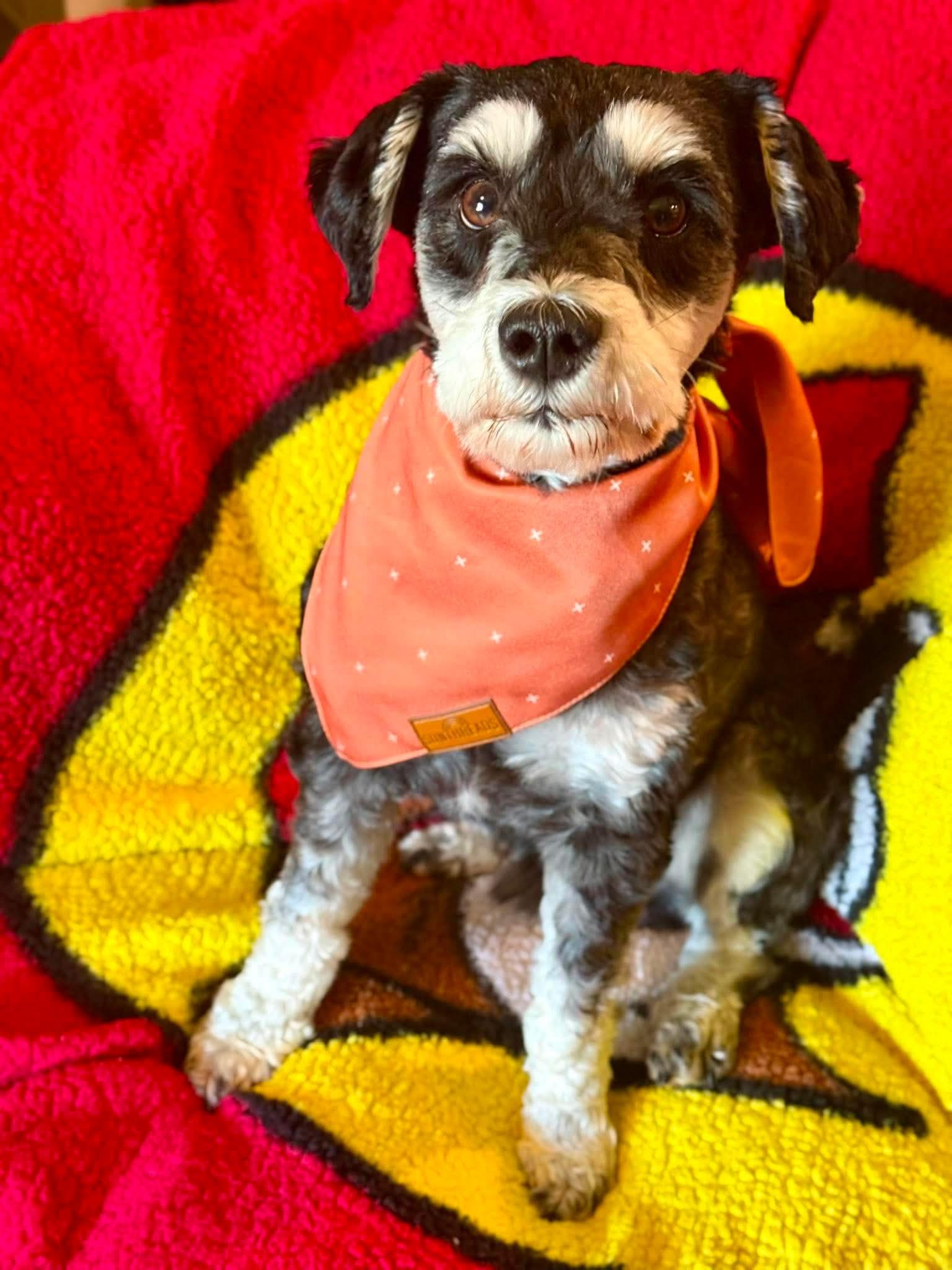 Enlarge Bruno, a Adopted mixed breed in Humble, TX image 3/6