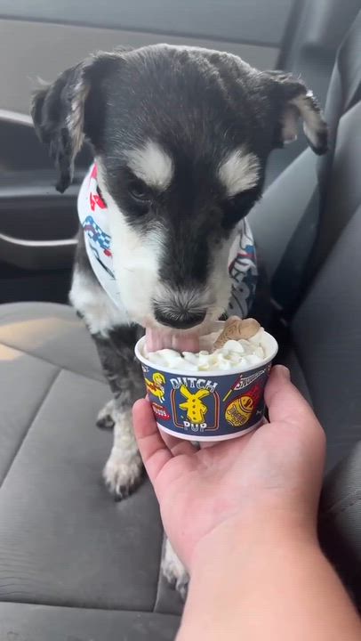 Enlarge Bruno, a Adopted mixed breed in Humble, TX video 5/6