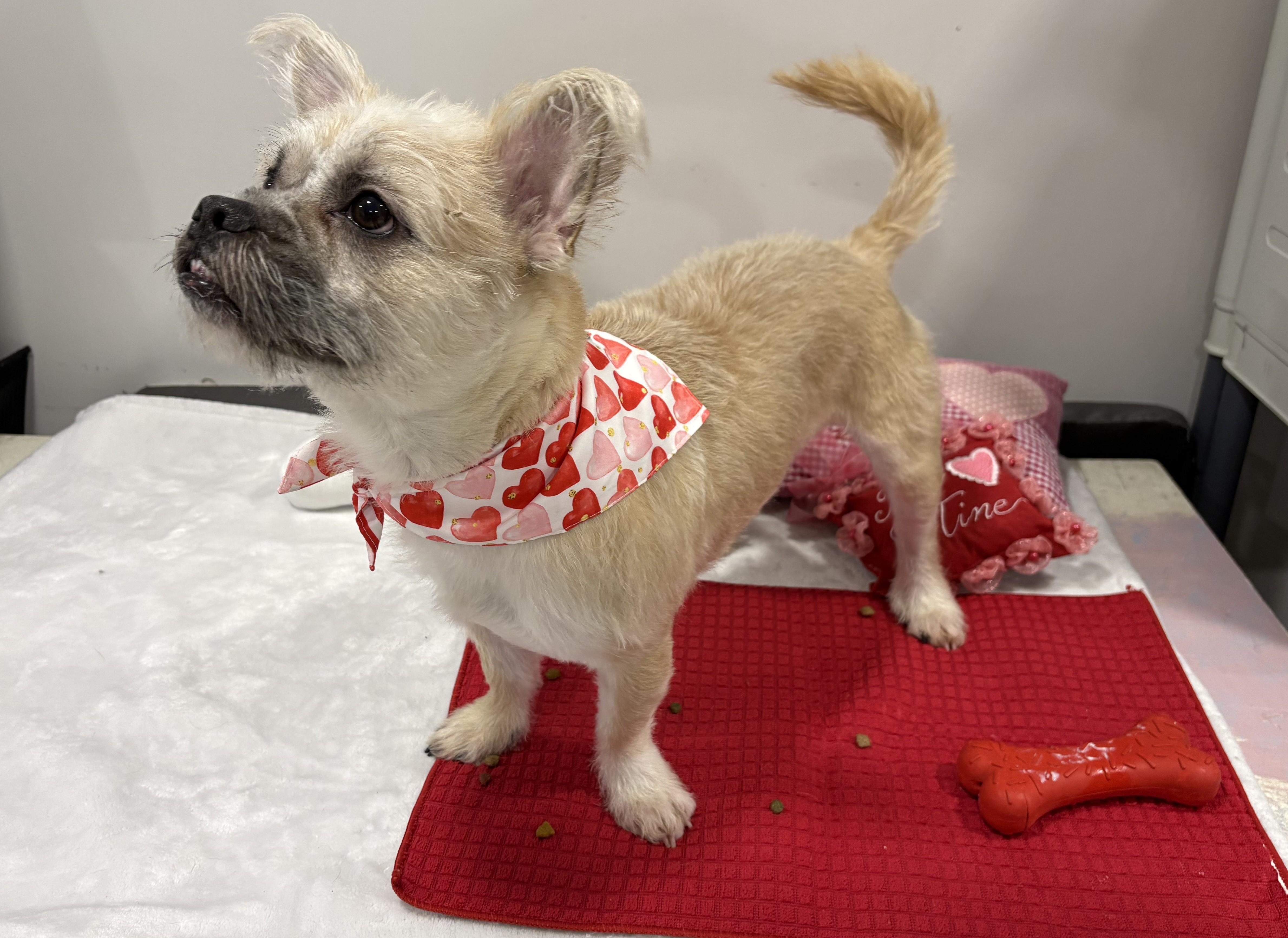 Georgie, ADOPTABLE, Puppy Male French Bulldog & Maltese.