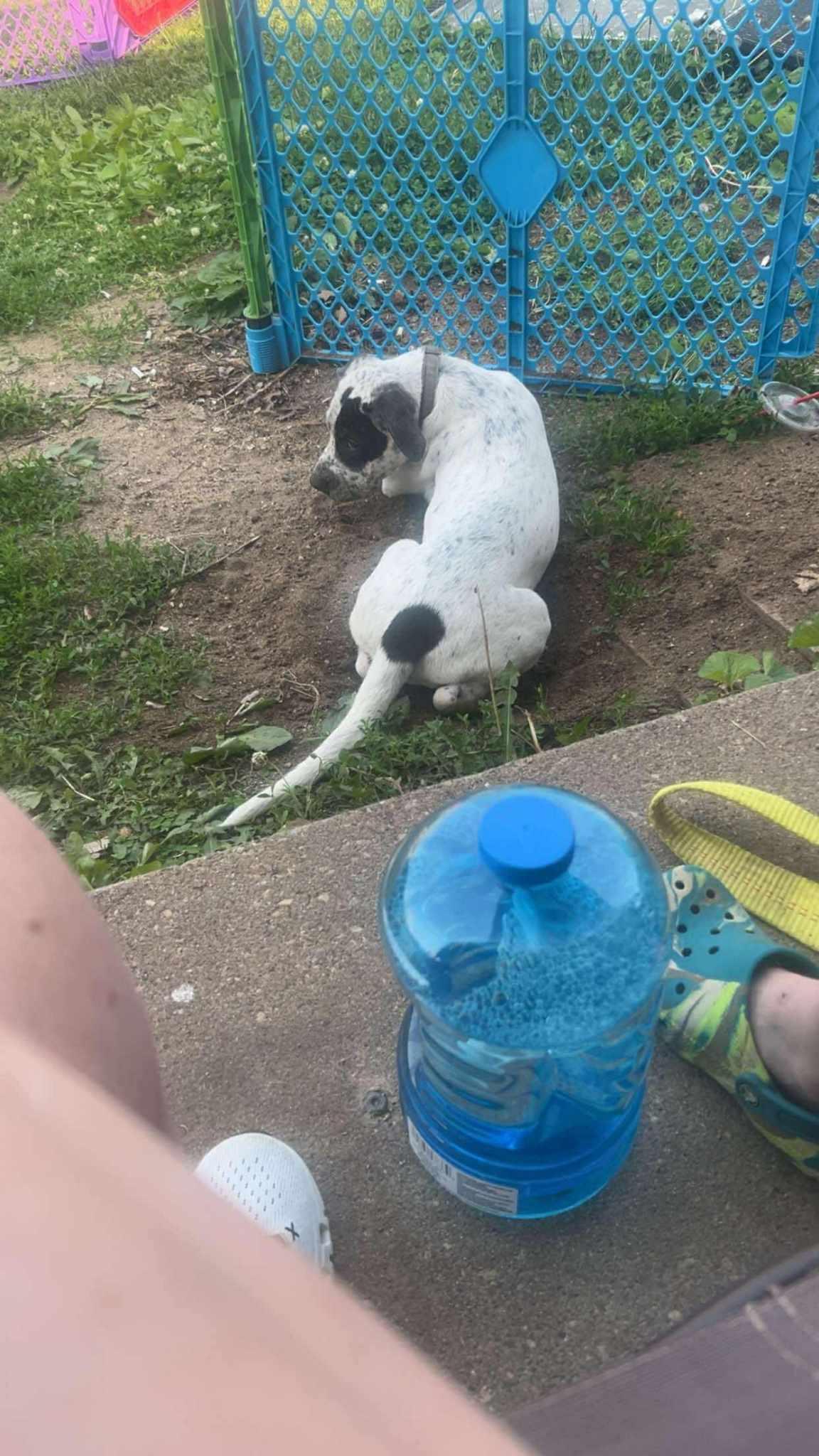 Donald, Adoptable, Puppy Male Terrier.
